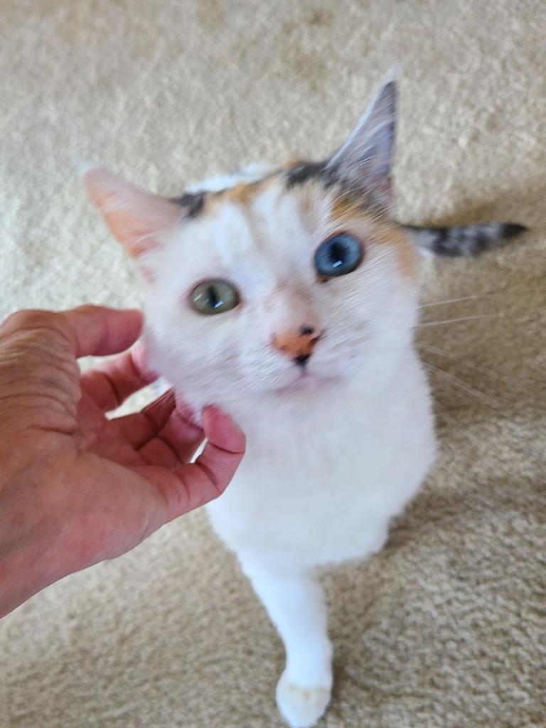 Enlarge Mins  *Sponsored Adoption, a Adoptable mixed breed in Christiansburg, VA image 3/5