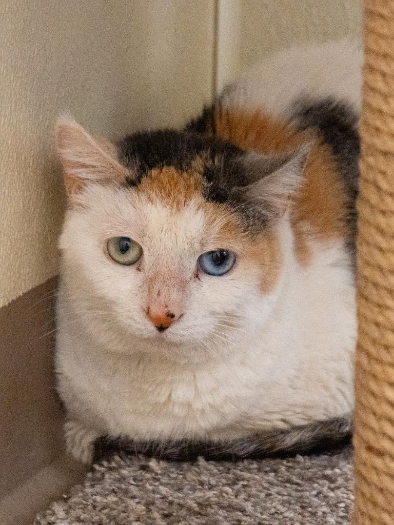 Enlarge Mins  *Sponsored Adoption, a Adoptable mixed breed in Christiansburg, VA image 4/5