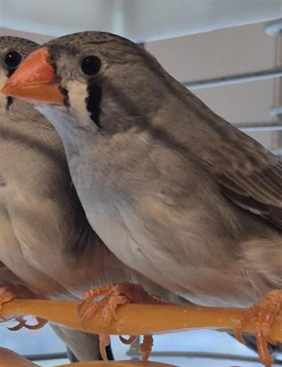 PANCAKE, Adoptable, Adult Female Finch.