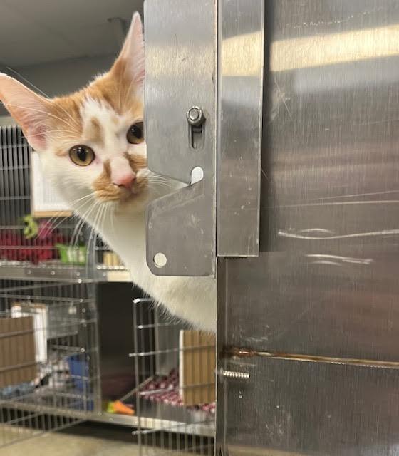 Tabasco — thumbnail 2