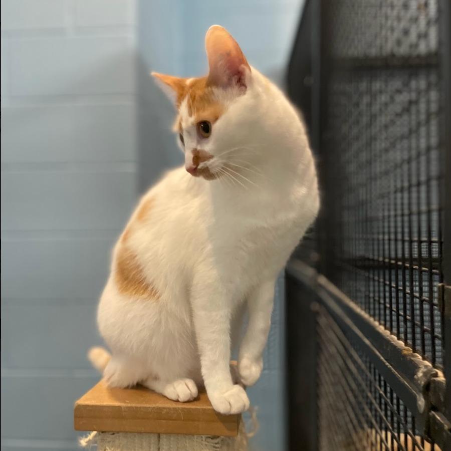 Tabasco — thumbnail 3