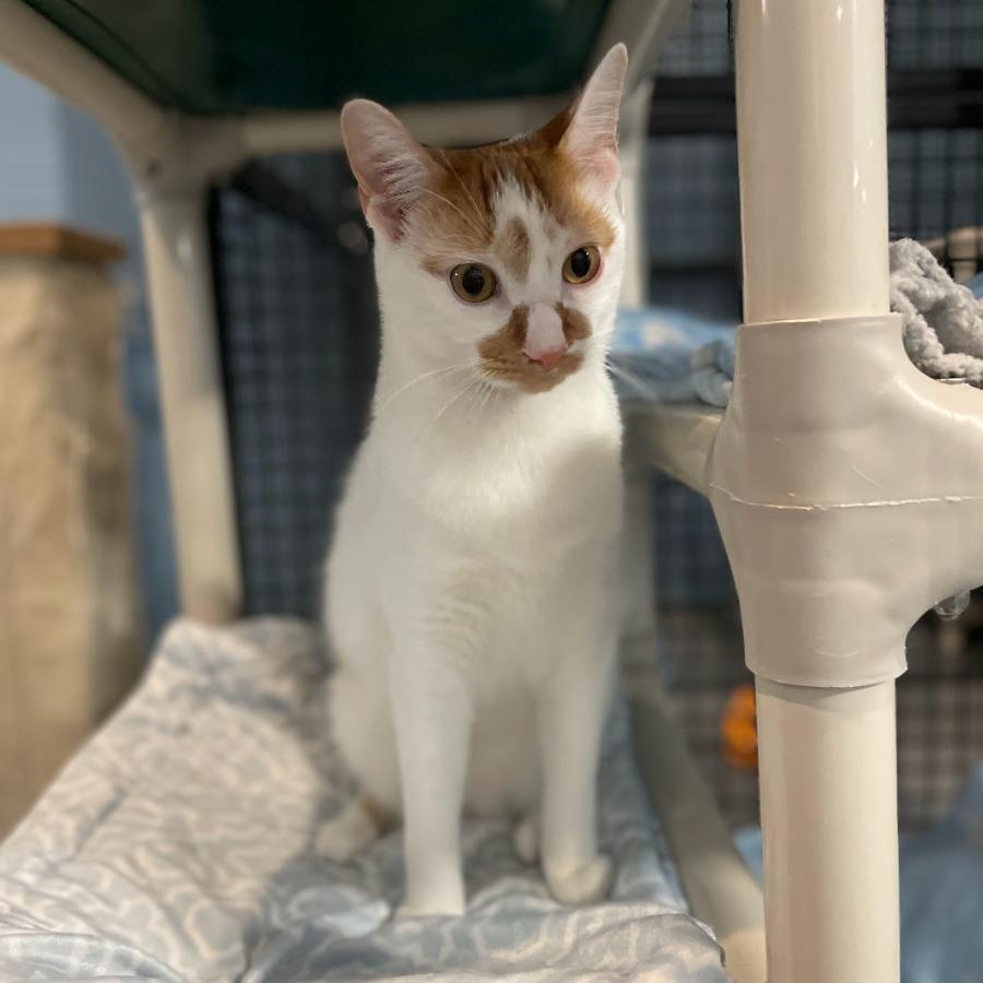 Tabasco — thumbnail 4