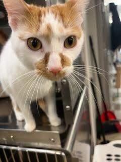 Tabasco — thumbnail 6