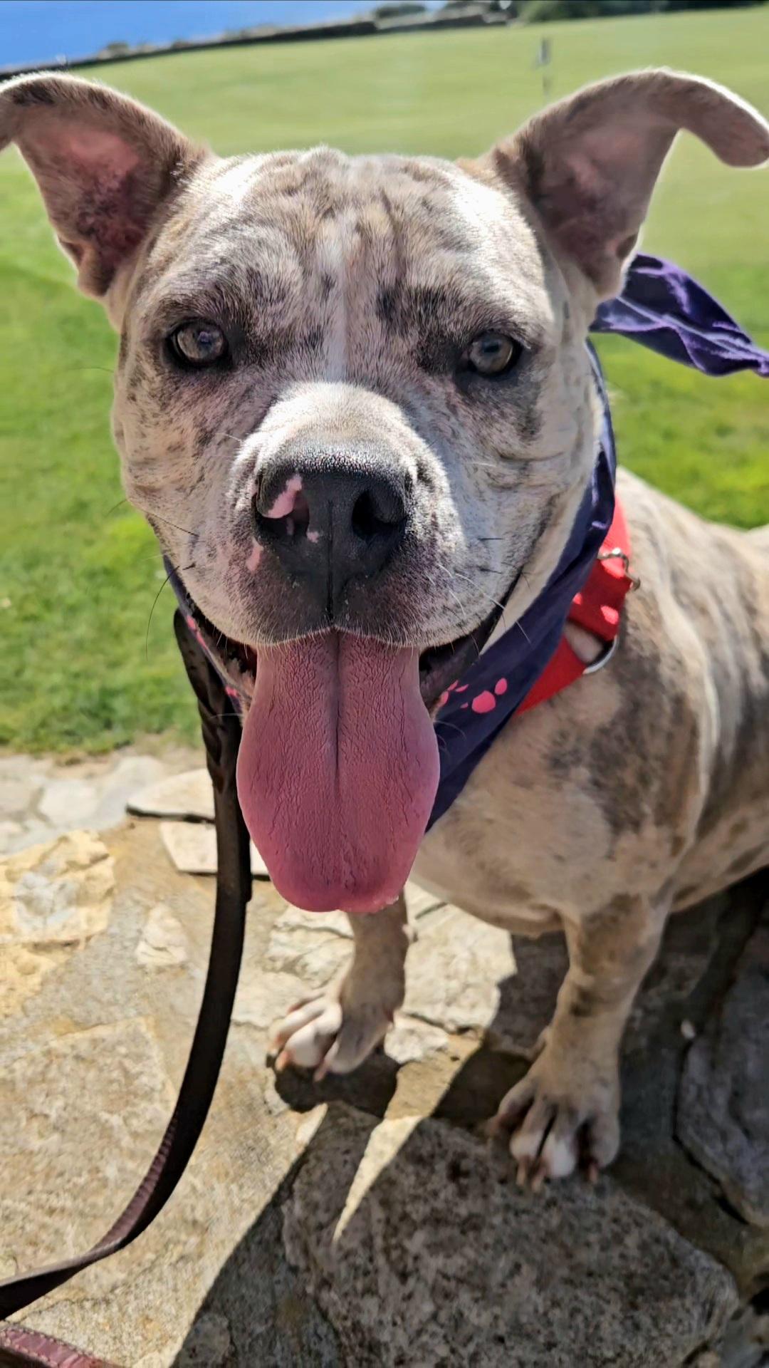 Tapioca MerleWhite Beauty