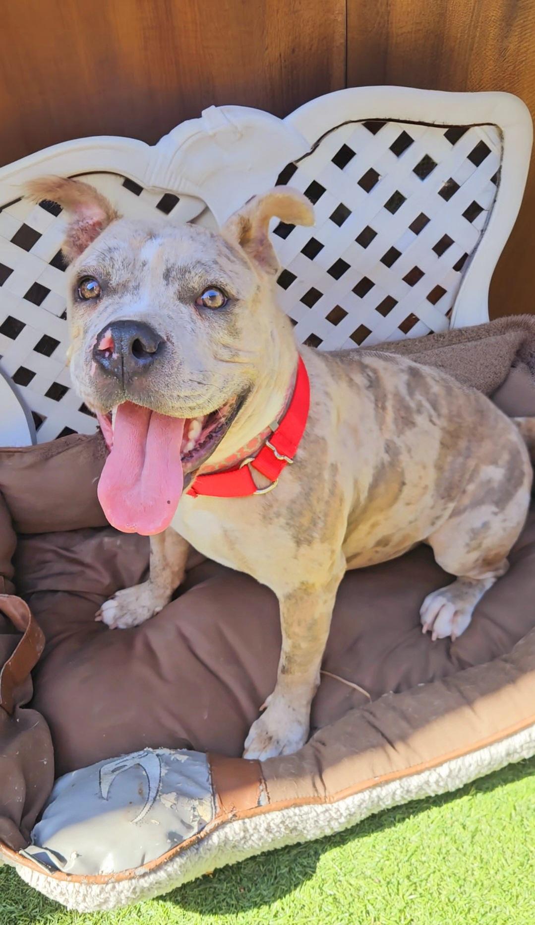 Tapioca MerleWhite Beauty