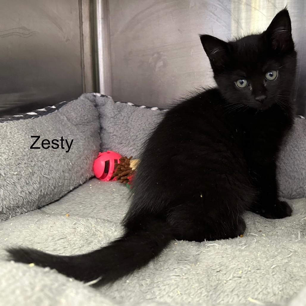 Zesty, a Adoptable mixed breed in Madisonville, TN image 1/4