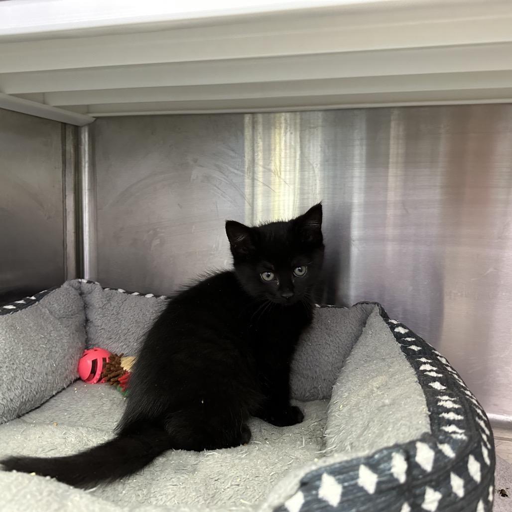 Zesty, a Adoptable mixed breed in Madisonville, TN image 2/4