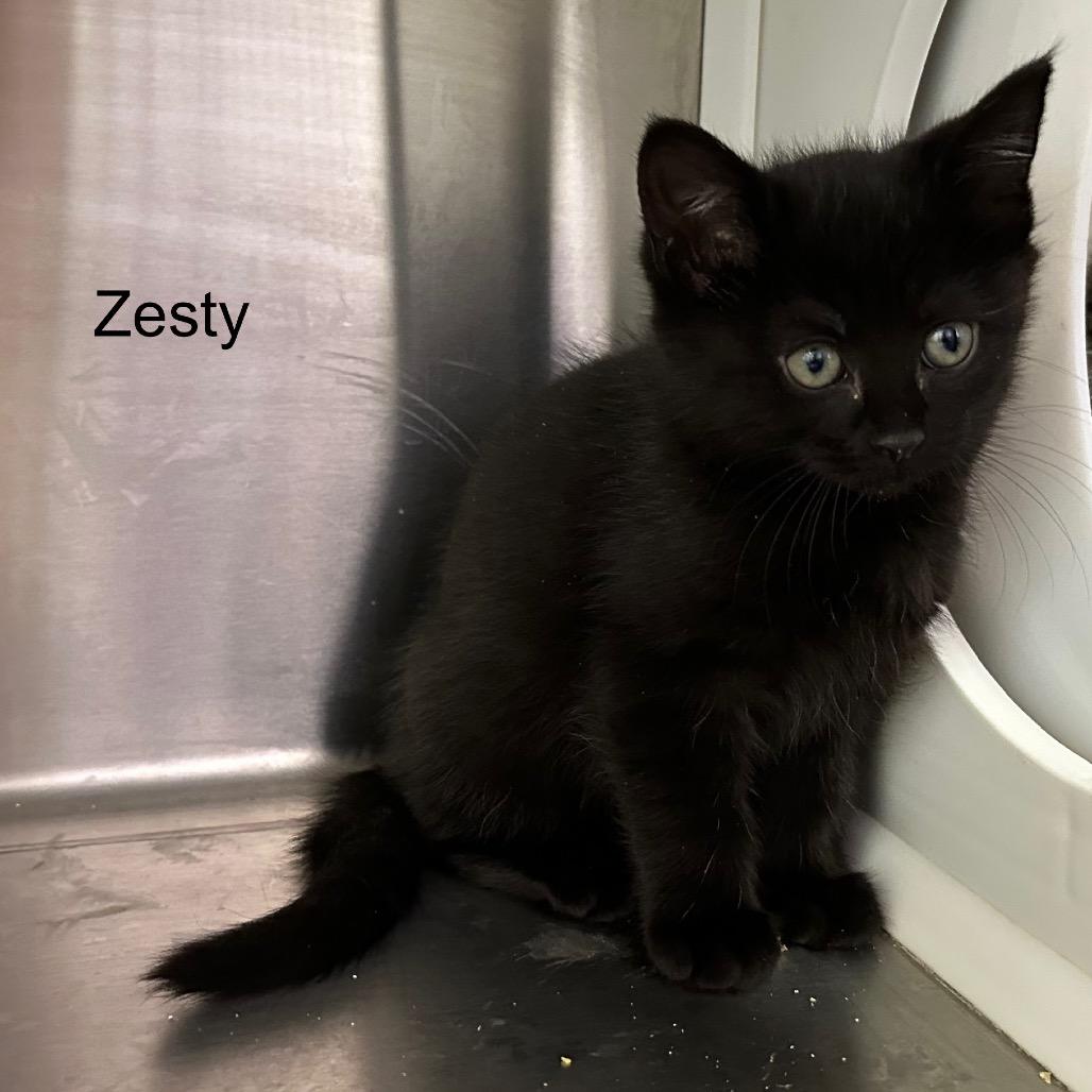 Zesty, a Adoptable mixed breed in Madisonville, TN image 3/4