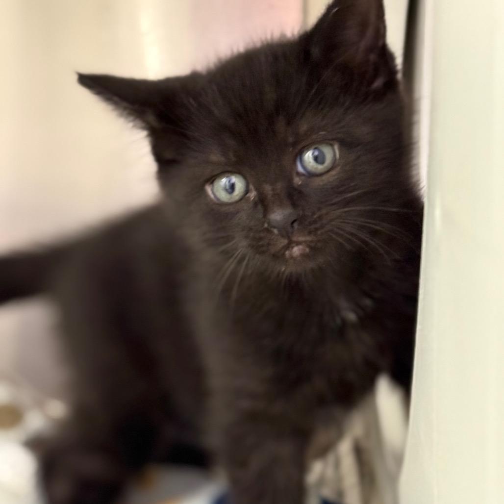 Zesty, a Adoptable mixed breed in Madisonville, TN image 4/4