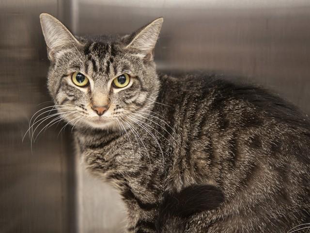 OLIVER, Adoptable, Young Male Domestic Short Hair.