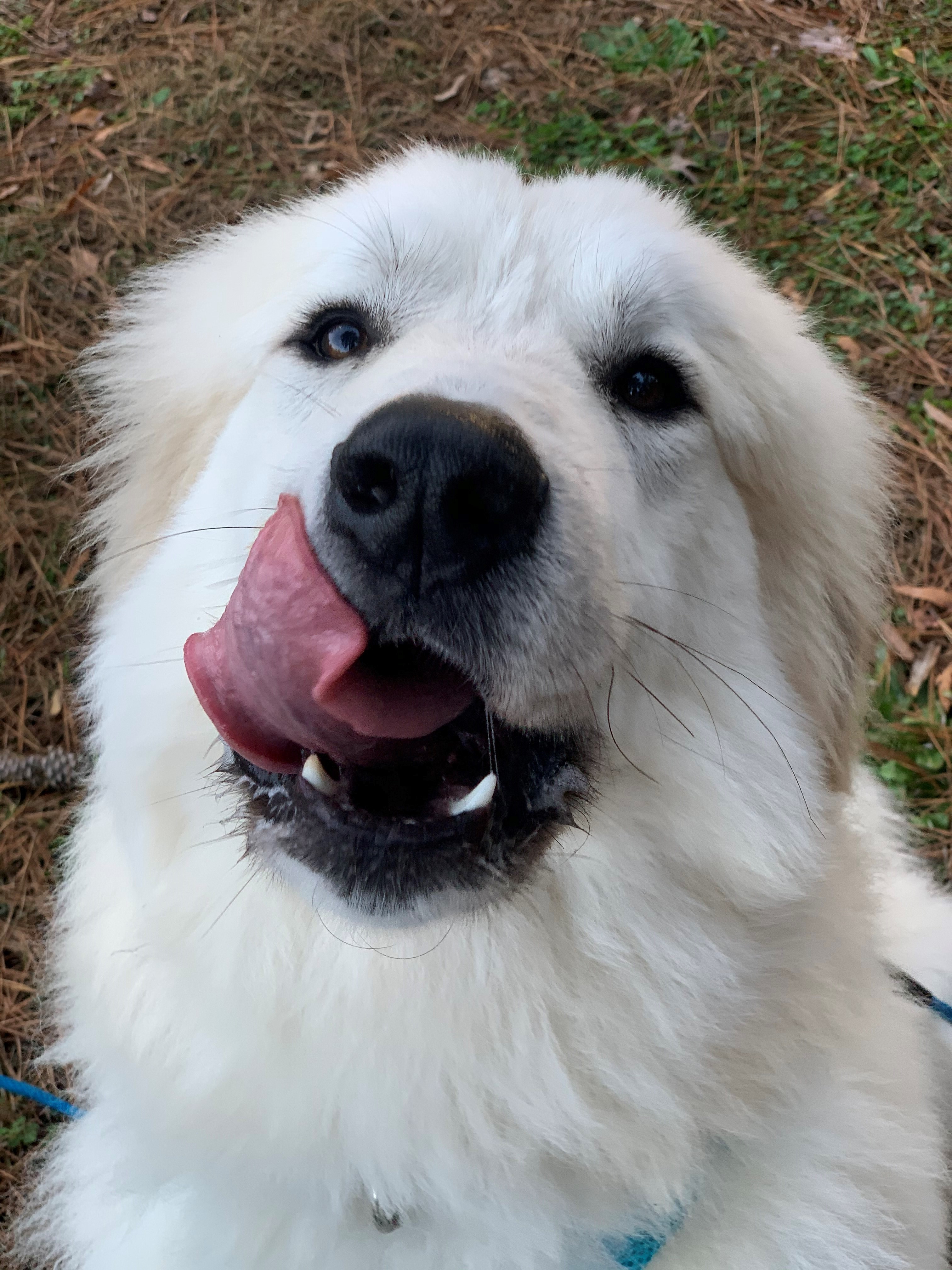 Jasper, a Adoptable Great Pyrenees in Richmond, VA image 1/8
