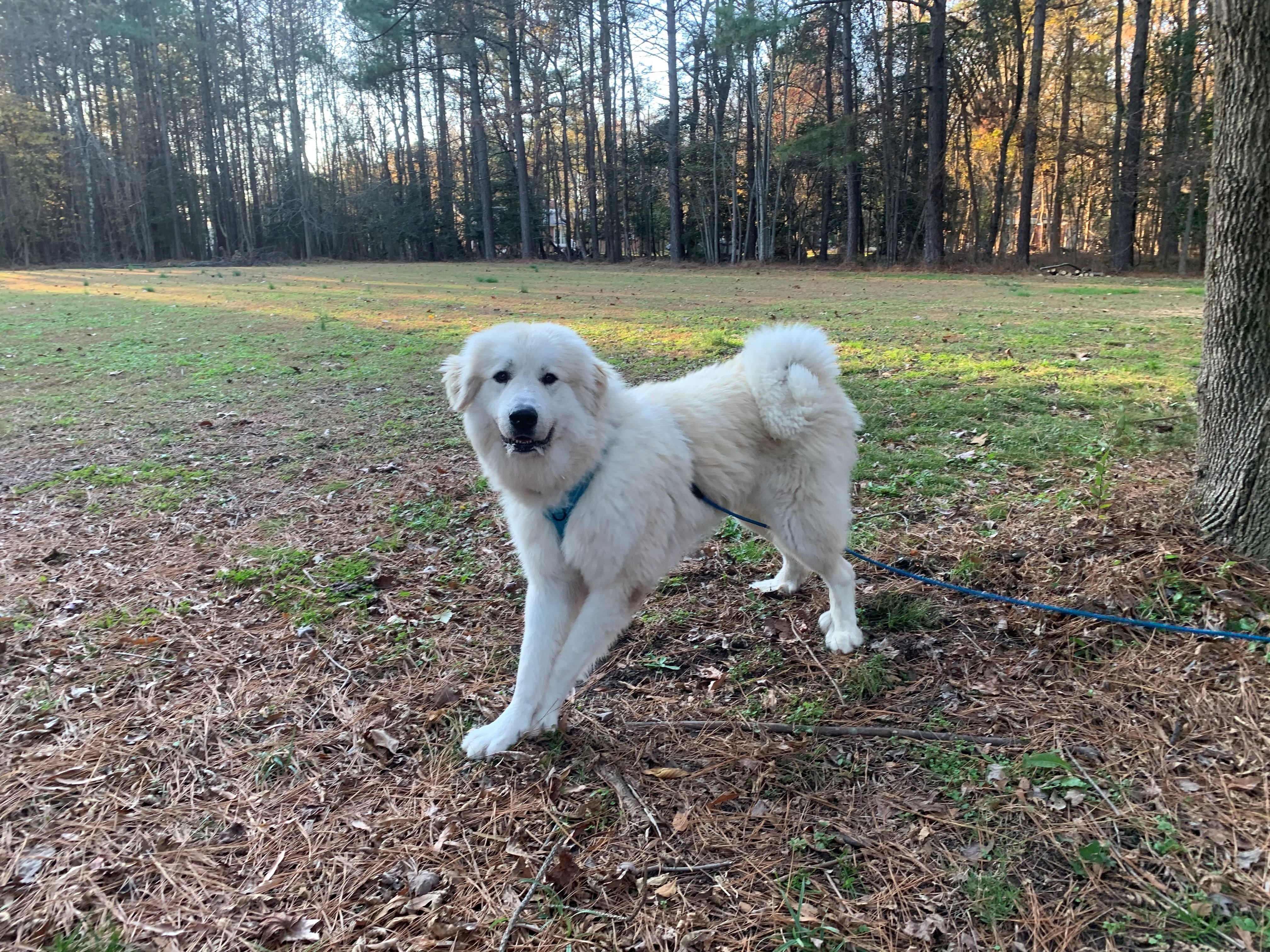 Jasper, a Adoptable Great Pyrenees in Richmond, VA image 2/8