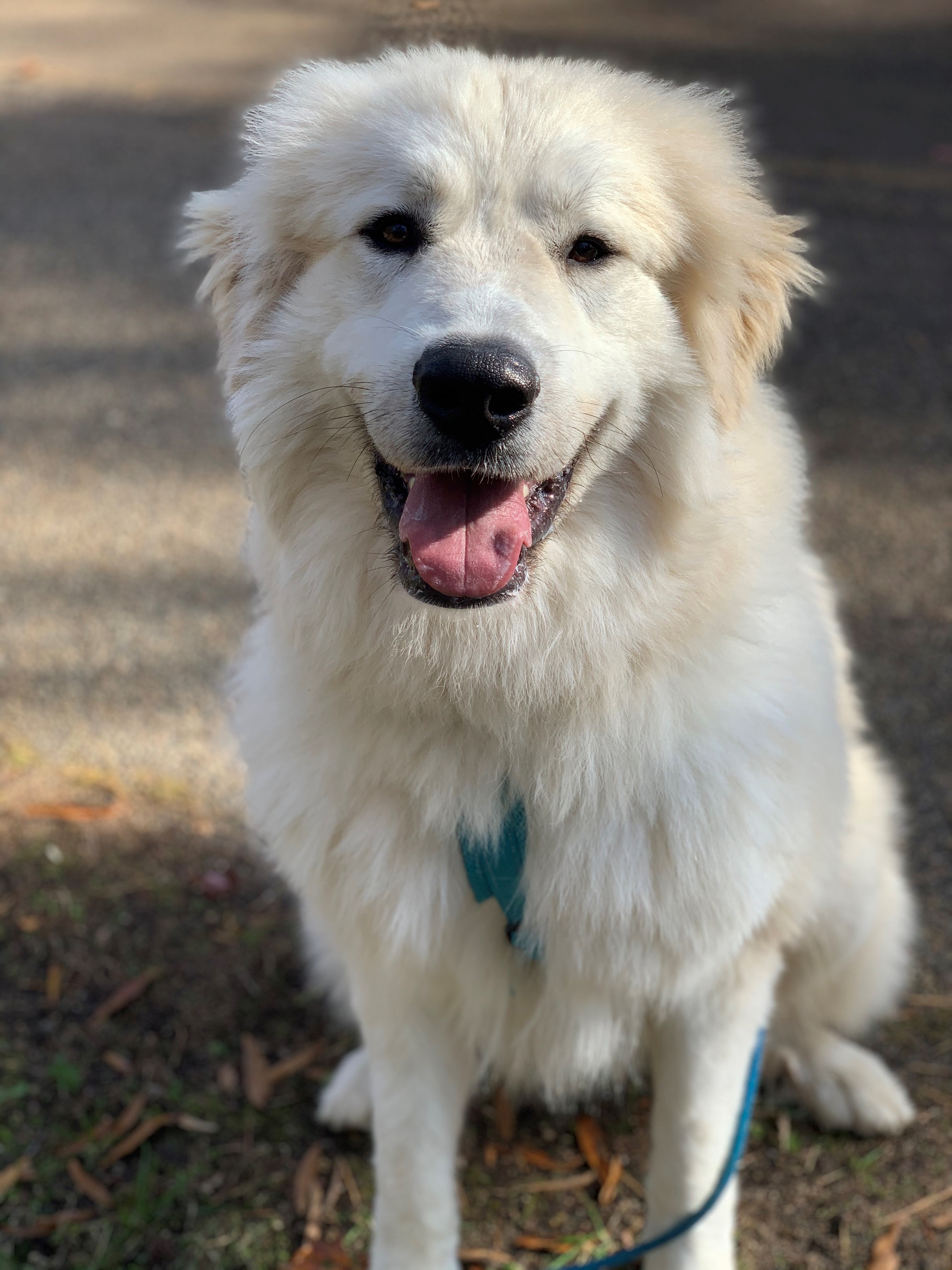 Jasper, a Adoptable Great Pyrenees in Richmond, VA image 3/8
