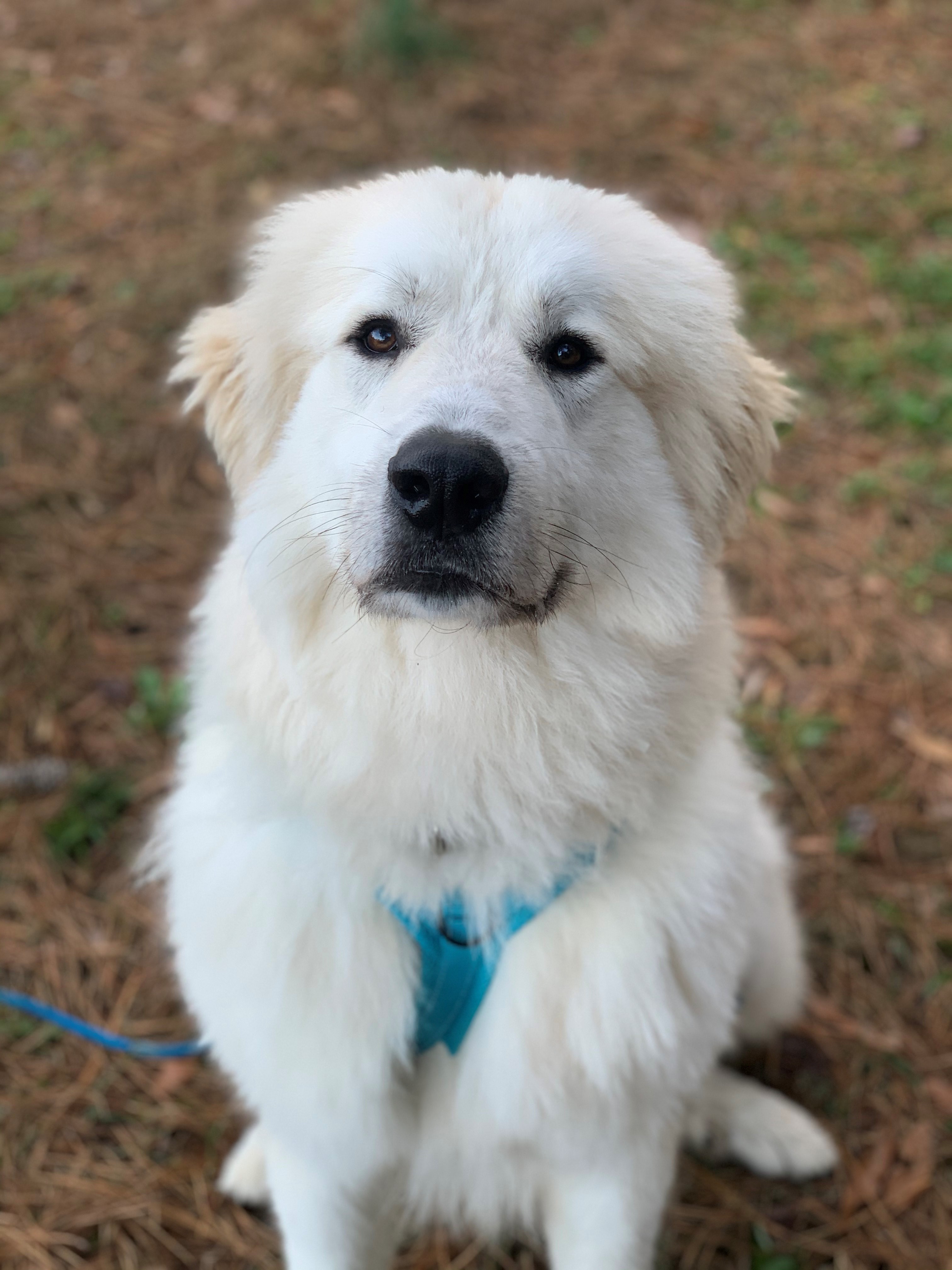 Jasper, a Adoptable Great Pyrenees in Richmond, VA image 4/8