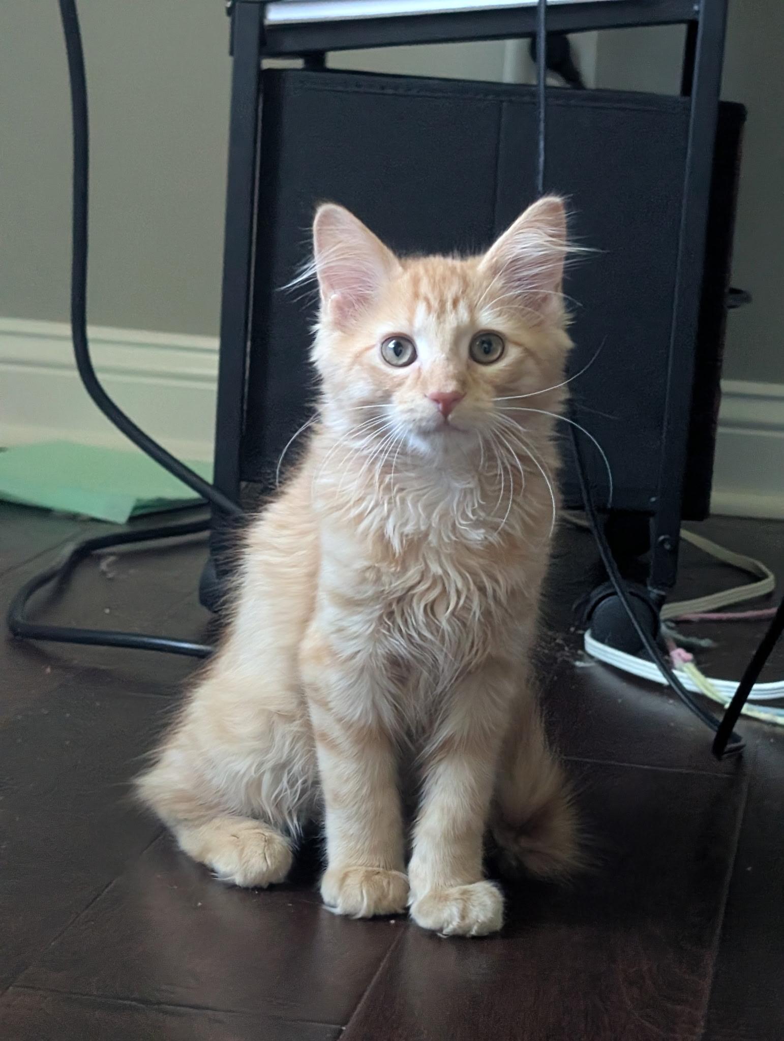 Cracker, Adoptable, Young Male Domestic Long Hair.