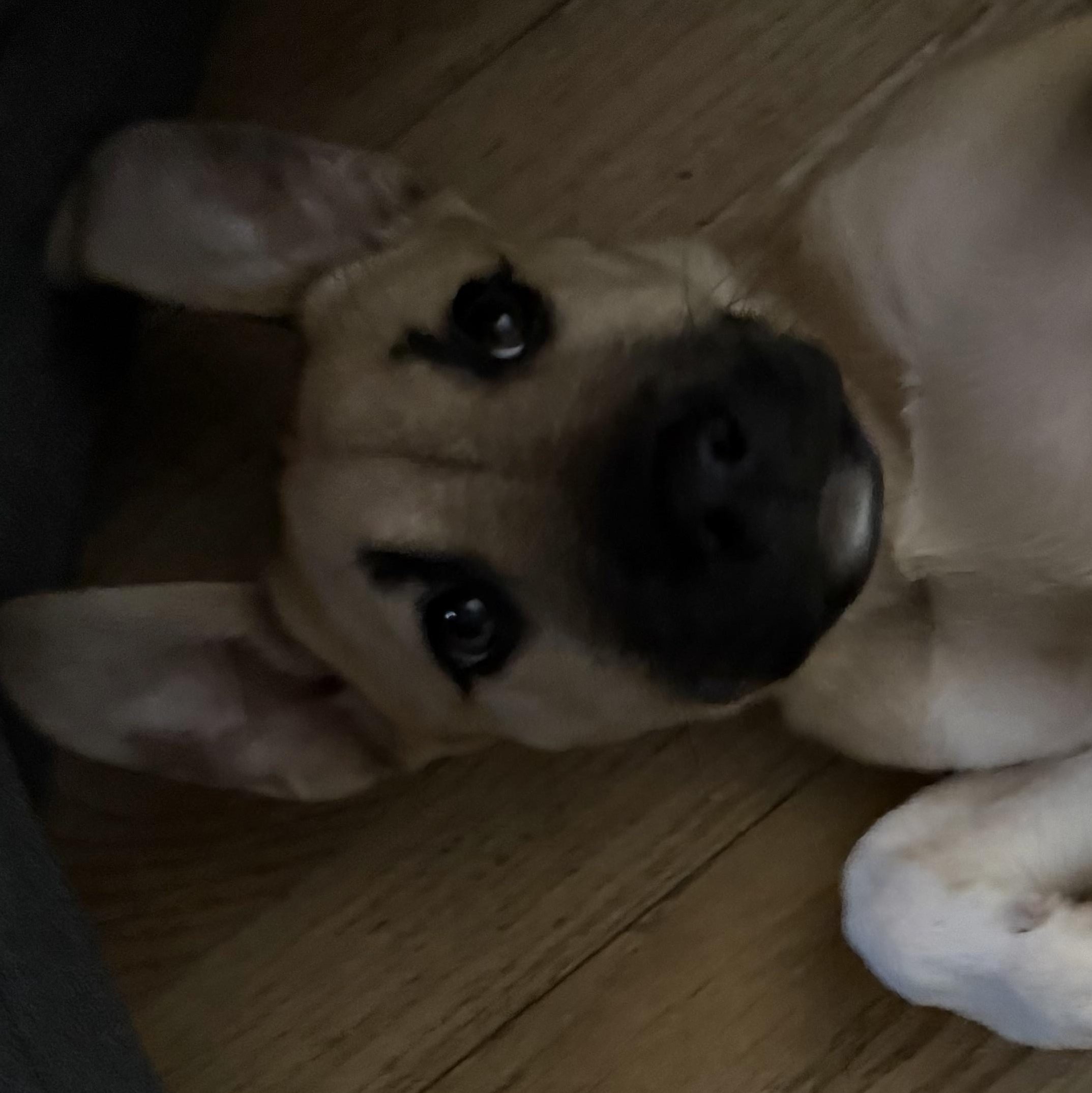 Martini, an adopted Mixed Breed in Kenosha, WI image 3/4