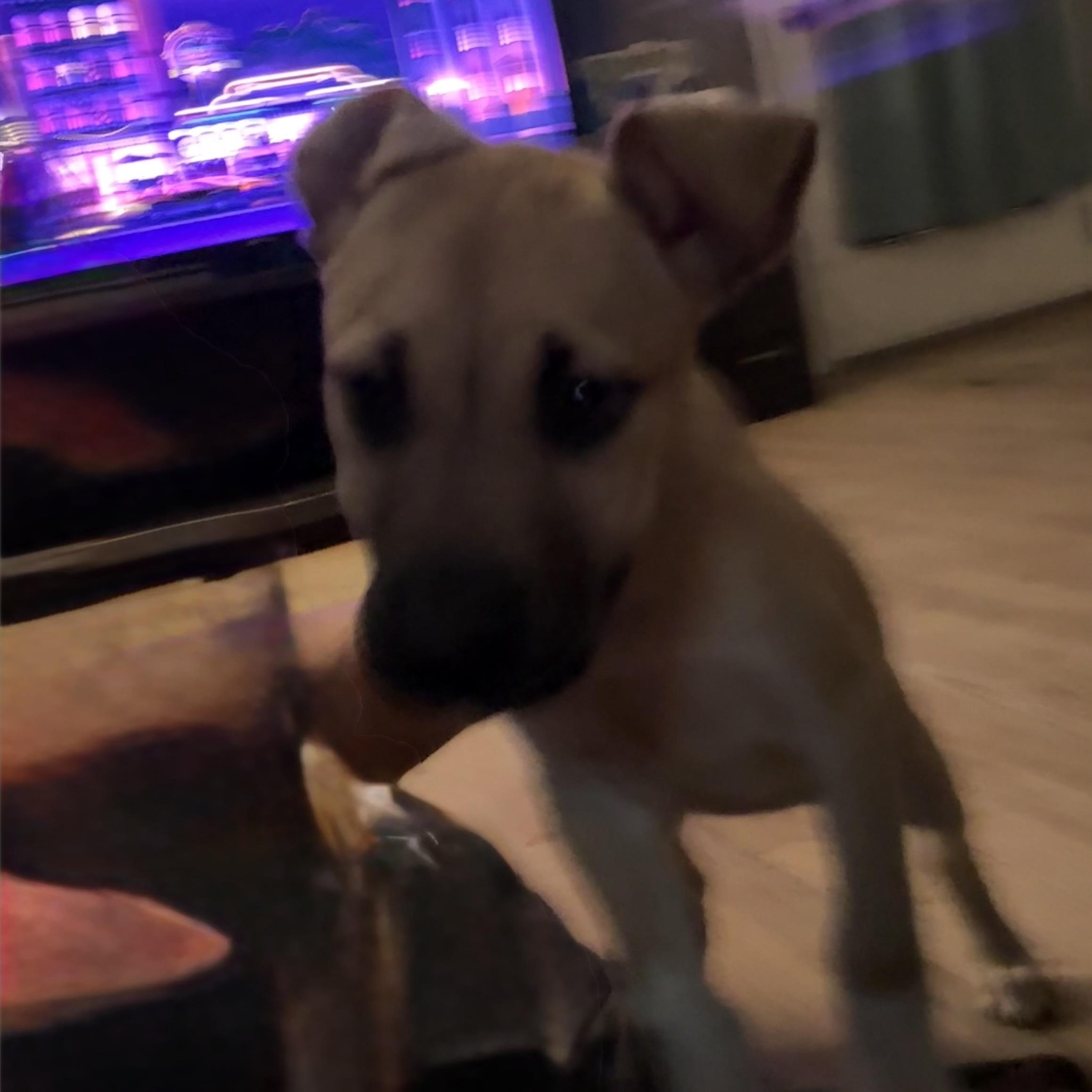 Martini, an adopted Mixed Breed in Kenosha, WI image 4/4