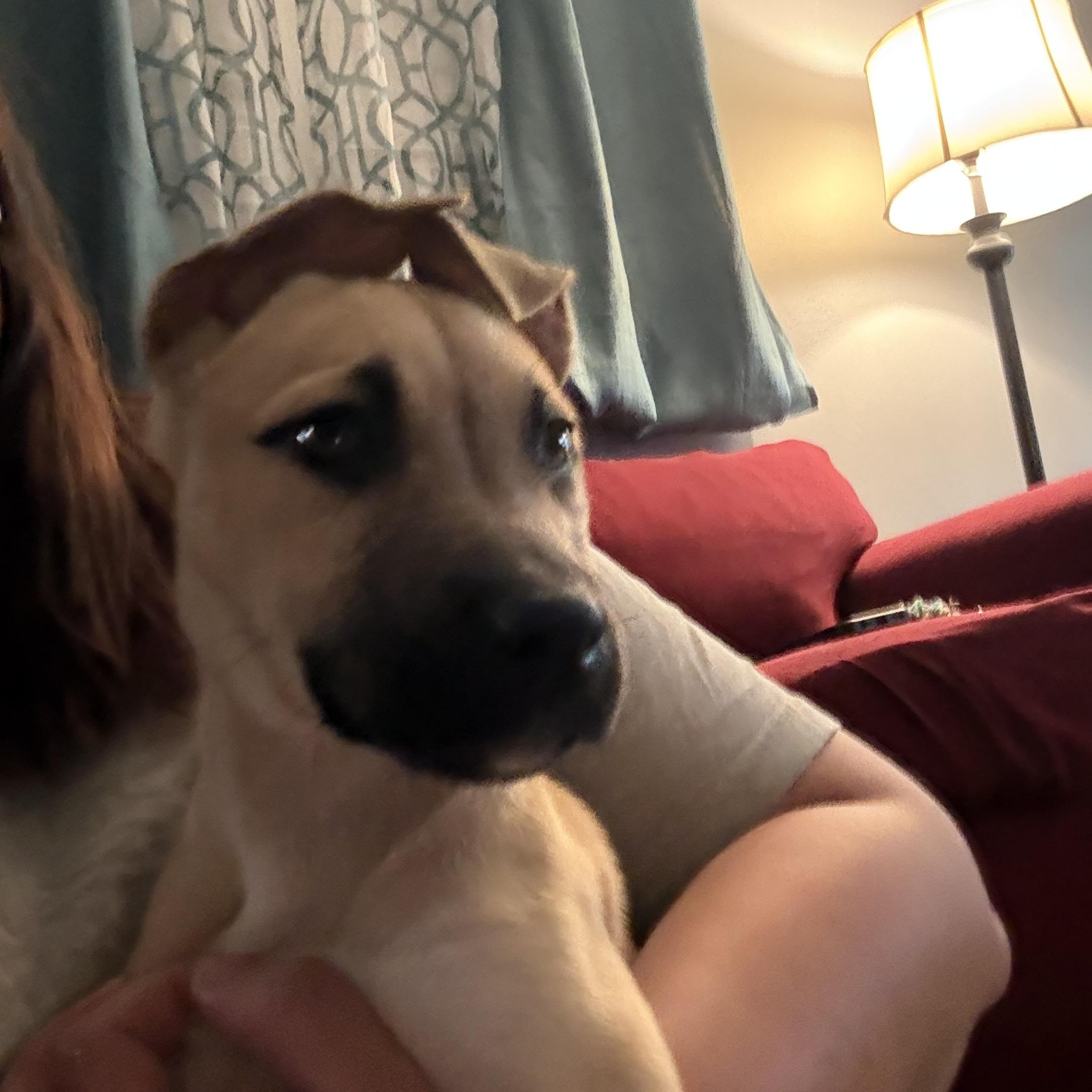 Martini, an adopted Mixed Breed in Kenosha, WI image 2/4