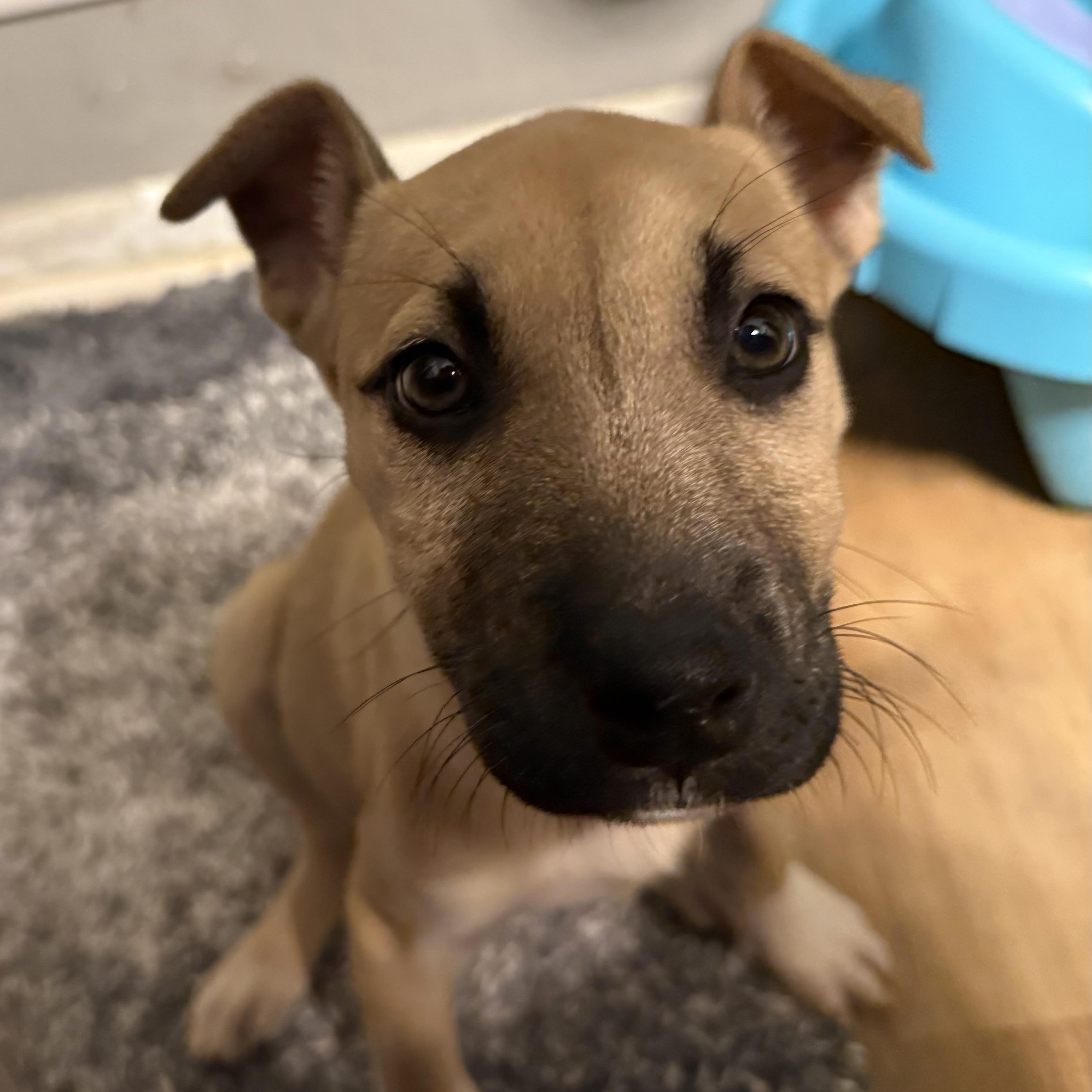 Martini, an adopted Mixed Breed in Kenosha, WI image 1/4