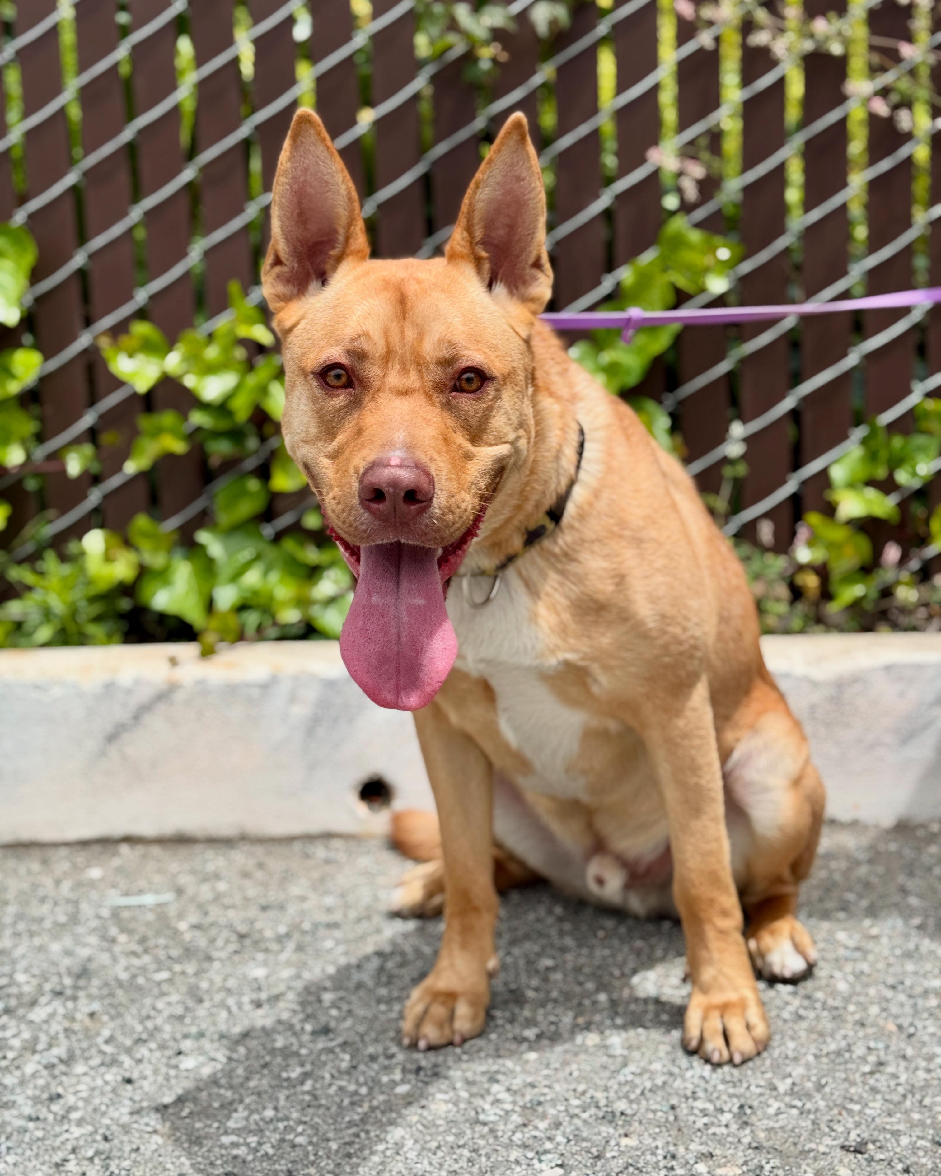 *Courtesy Post BRANDO, Adoptable, Adult Male Shepherd.