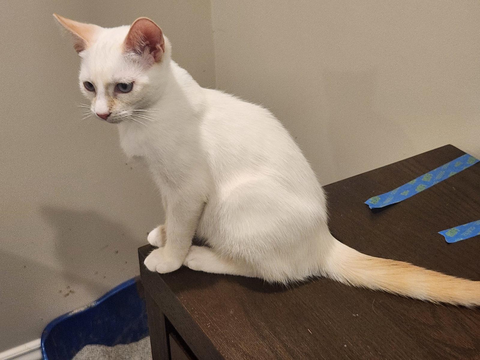 Tiramisu, Adoptable, Young Male Domestic Short Hair & Siamese.