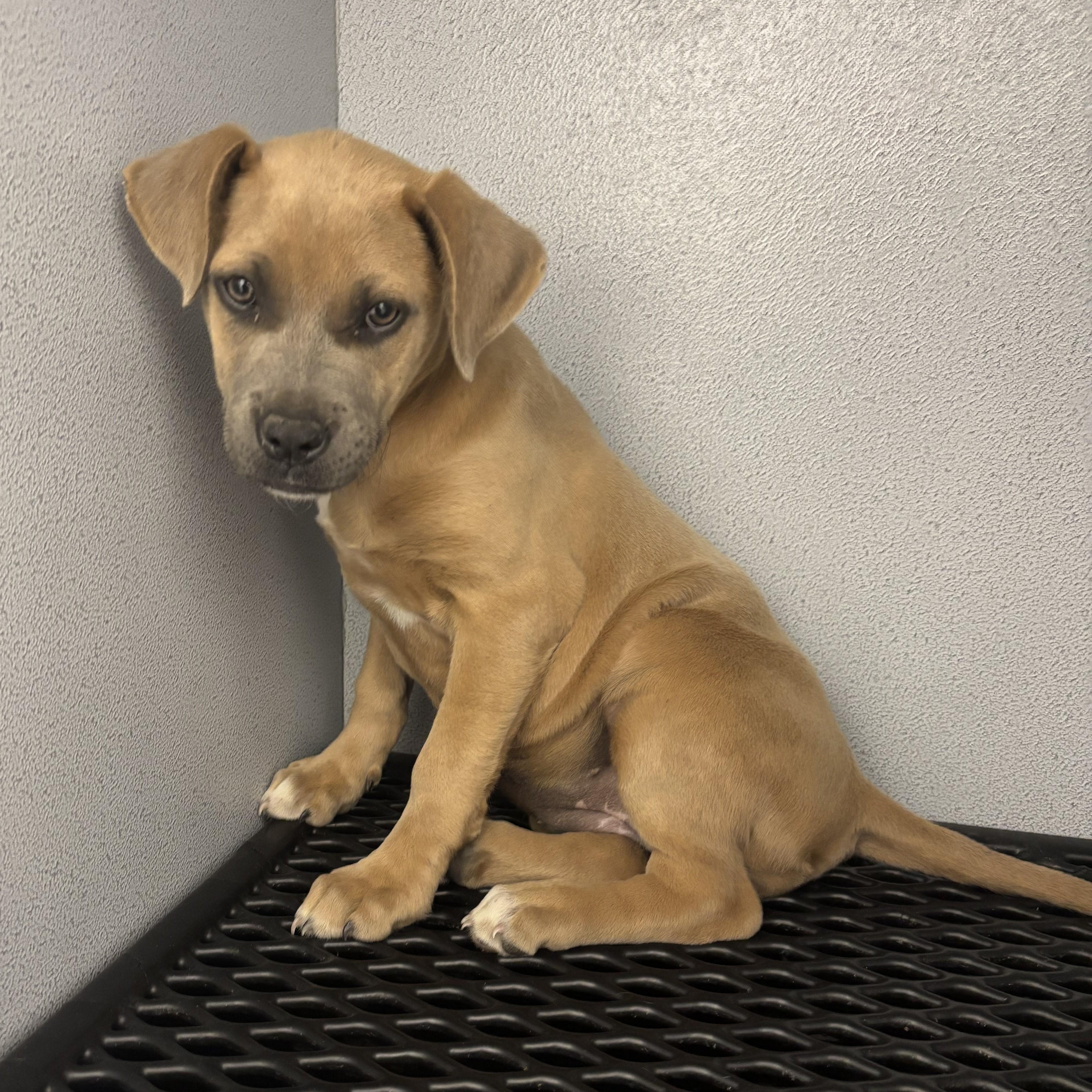 Enlarge Nala, a Adoptable mixed breed in Converse, TX image 2/3