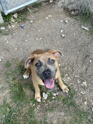 Nala