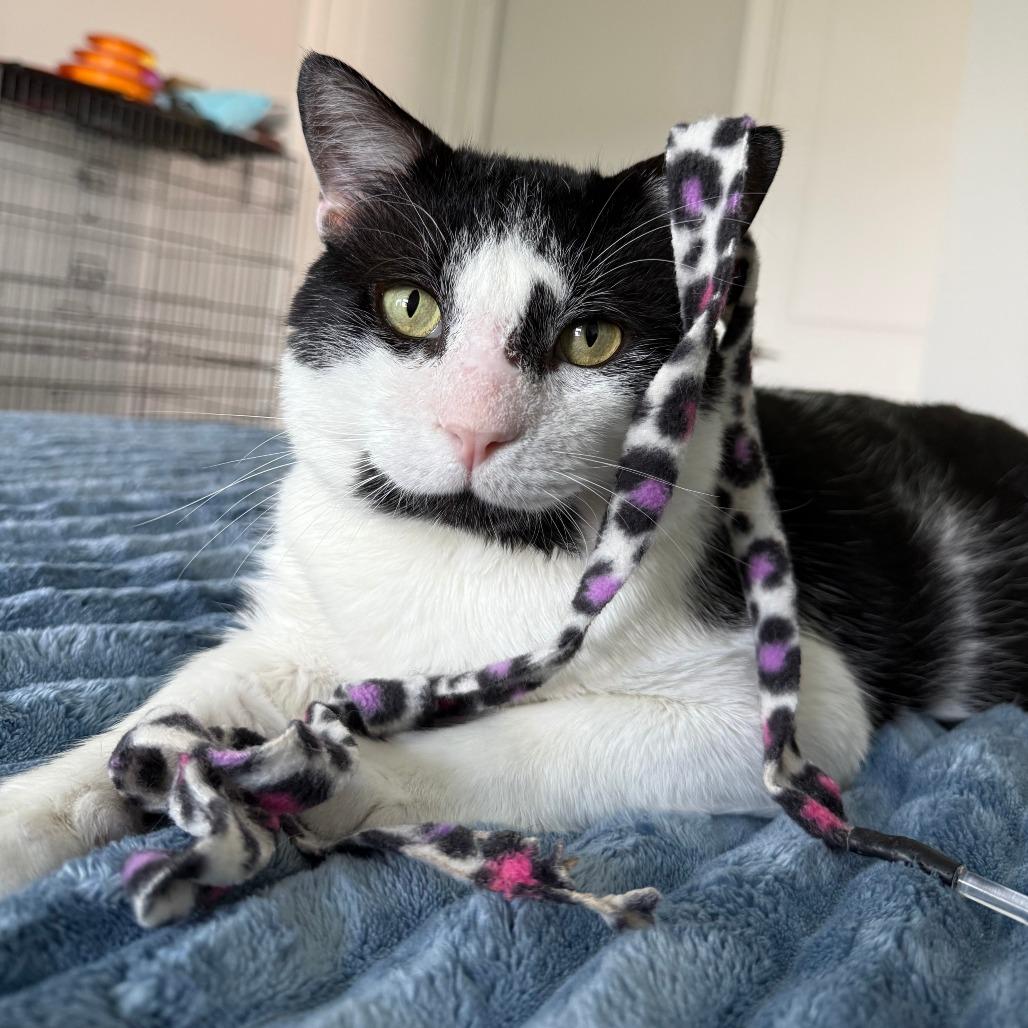 Buster, Adoptable, Adult Male Domestic Short Hair.