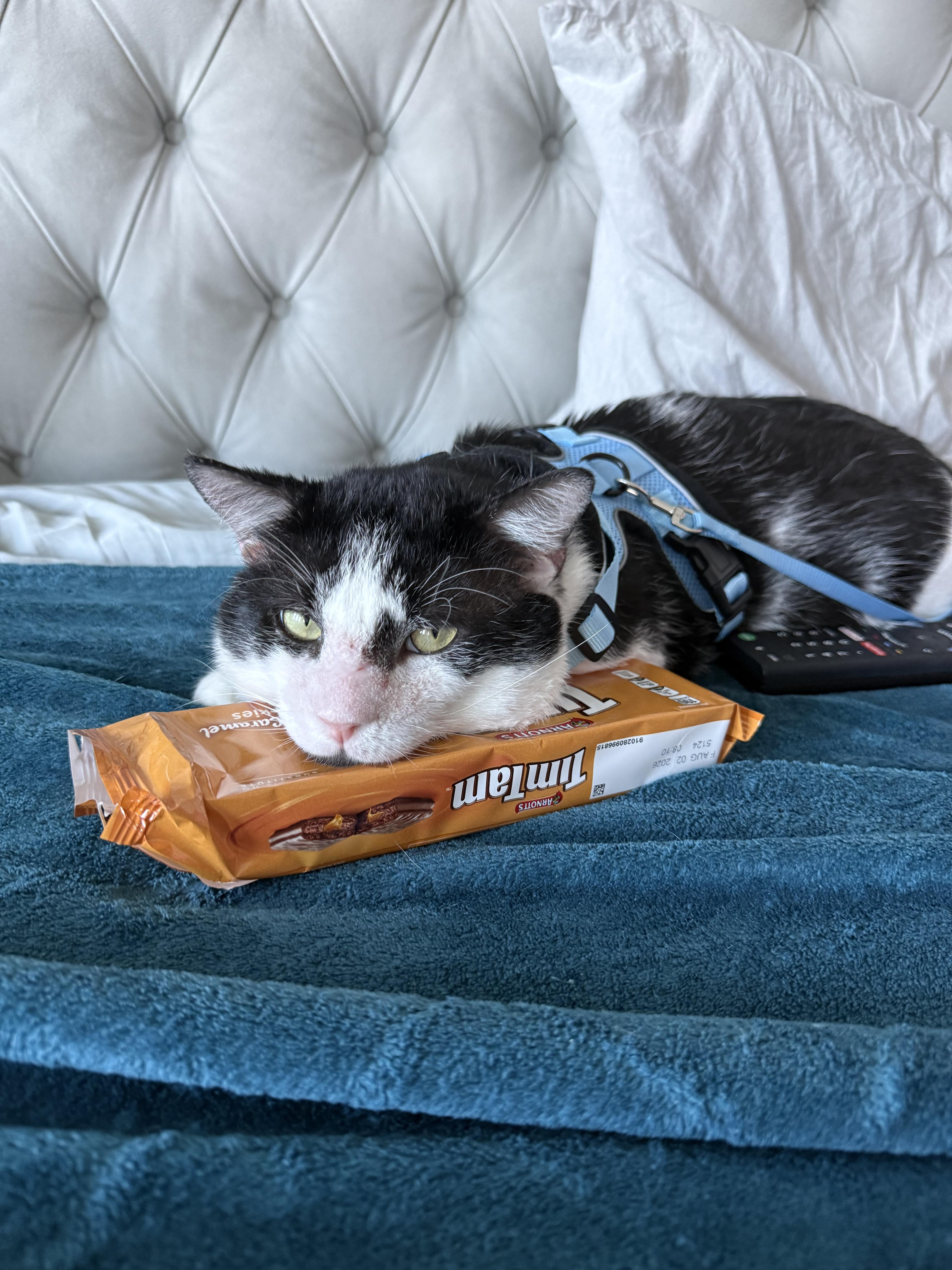 Buster, a Adoptable Domestic Short Hair in Parkland, FL image 2/5