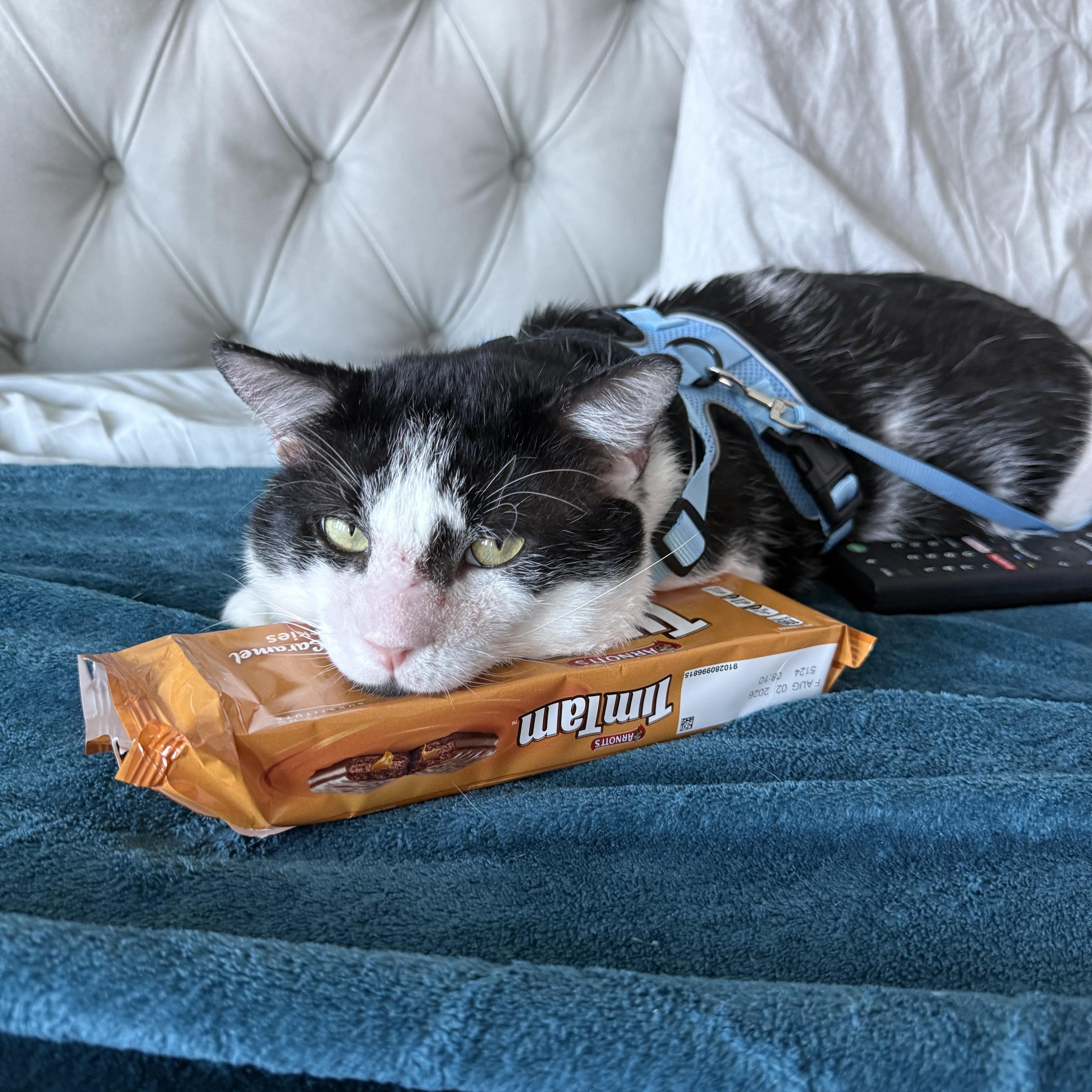 Enlarge Buster, a Adoptable Domestic Short Hair in Parkland, FL image 2/5