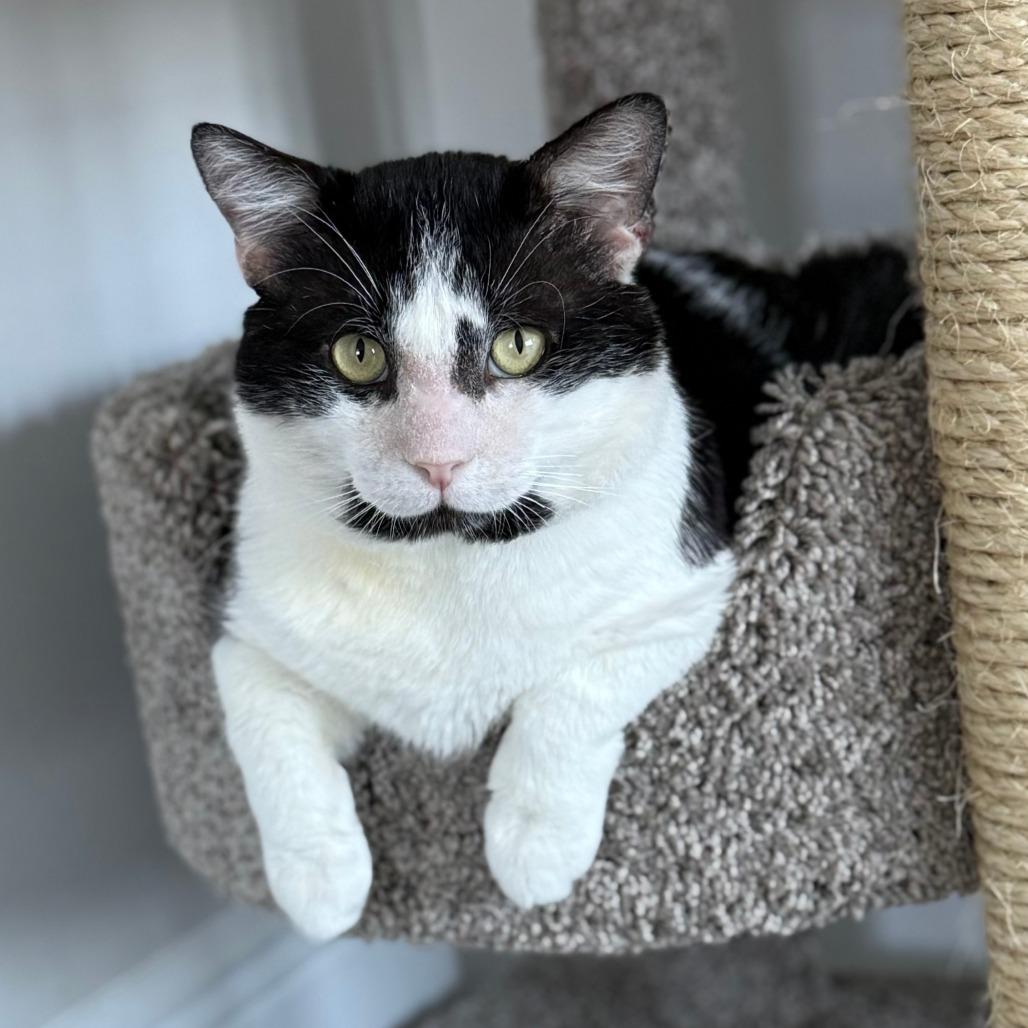 Buster, Adoptable, Adult Male Domestic Short Hair.