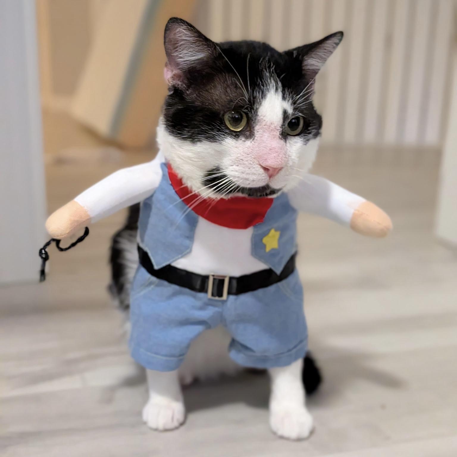 Enlarge Buster, a Adoptable Domestic Short Hair in Parkland, FL image 1/6