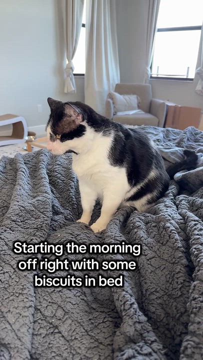 Enlarge Buster, a Adoptable Domestic Short Hair in Parkland, FL video 2/6