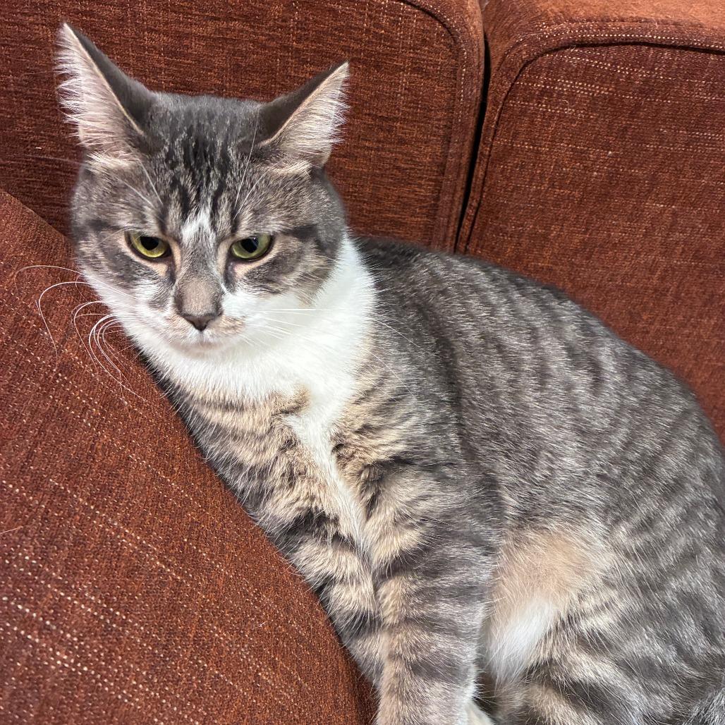 Gwen, Adoptable, Young Female Domestic Short Hair.