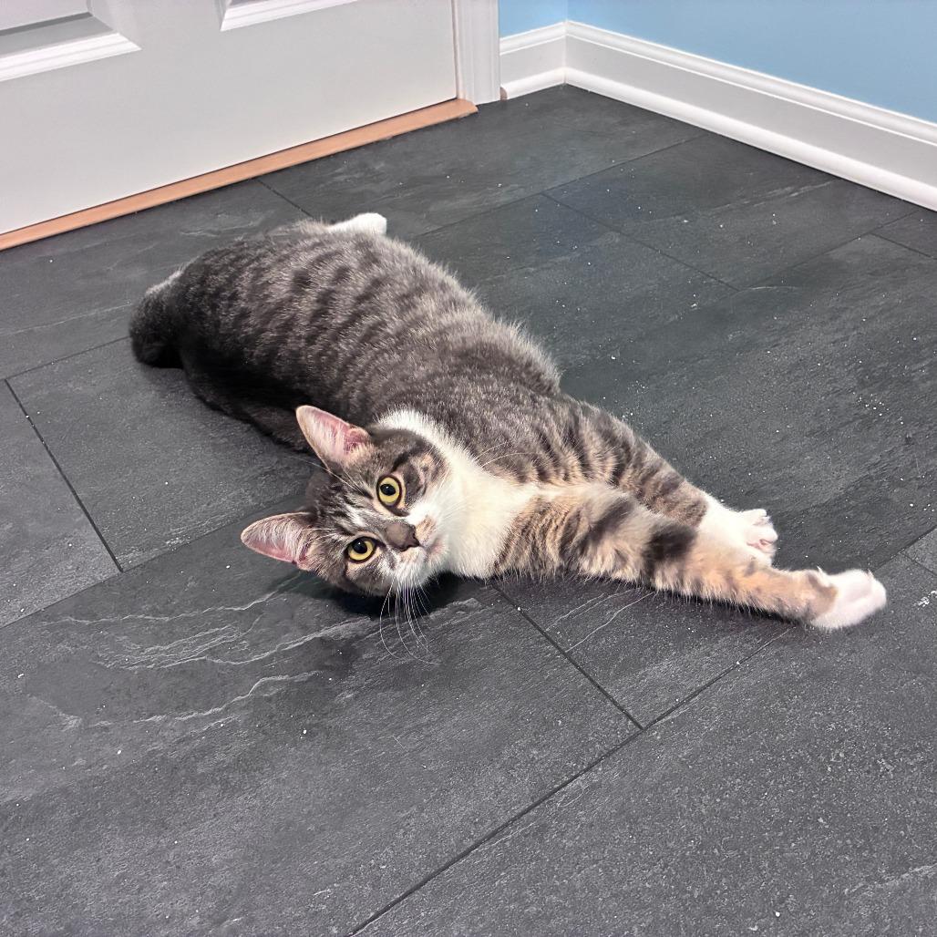 Enlarge Gwen, a Adoptable Domestic Short Hair in Portage, MI image 2/6
