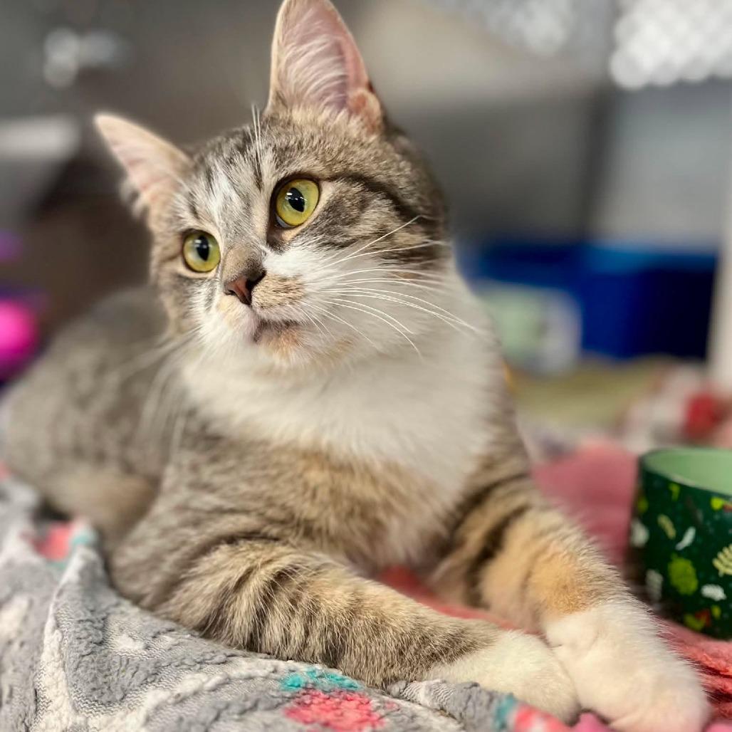 Enlarge Gwen, a Adoptable Domestic Short Hair in Portage, MI image 3/6