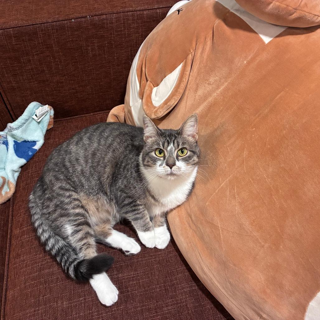 Enlarge Gwen, a Adoptable Domestic Short Hair in Portage, MI image 4/6