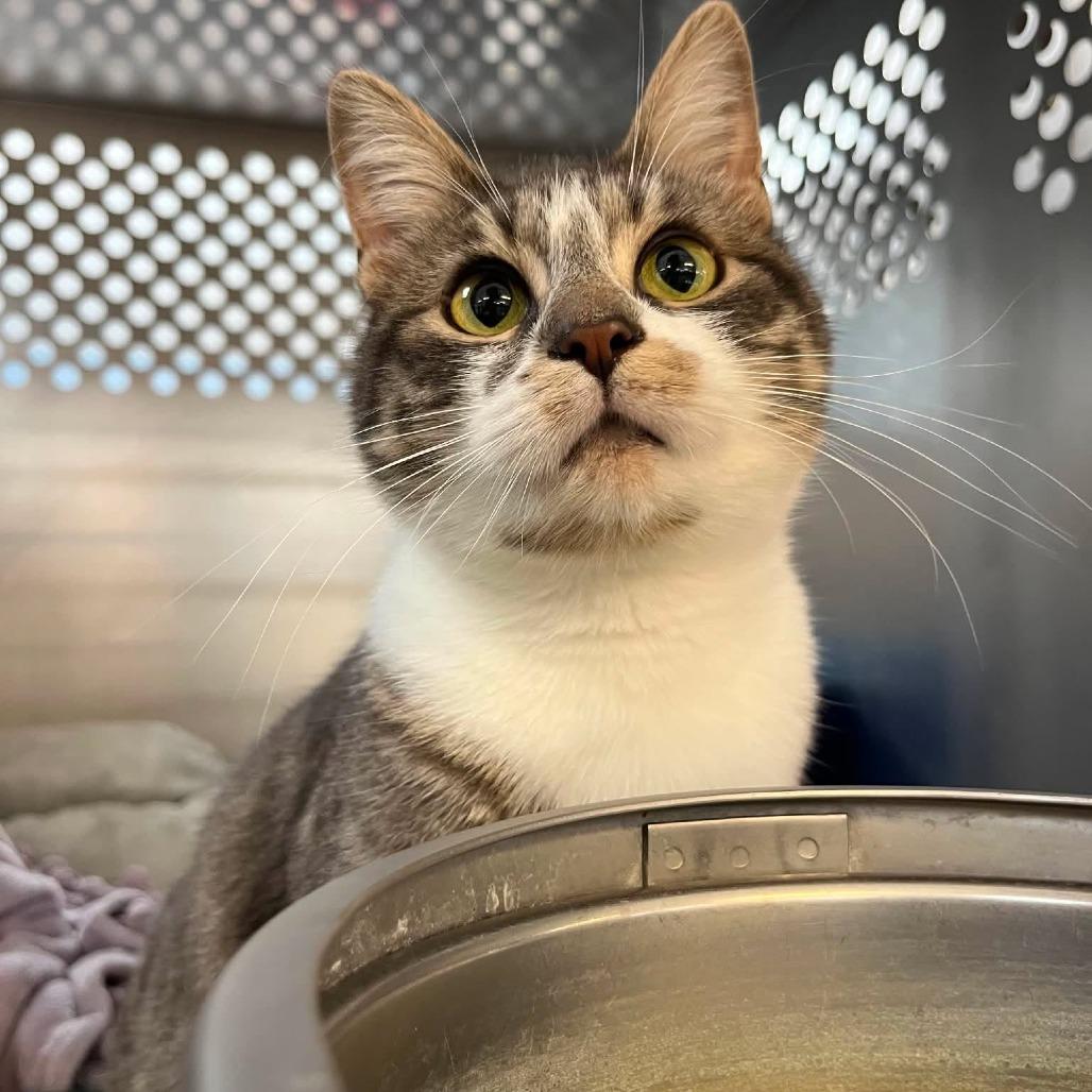 Enlarge Gwen, a Adoptable Domestic Short Hair in Portage, MI image 5/6