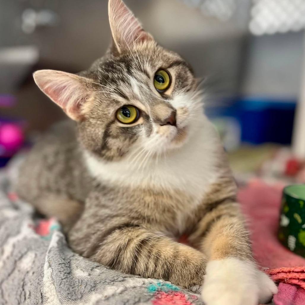 Enlarge Gwen, a Adoptable Domestic Short Hair in Portage, MI image 6/6