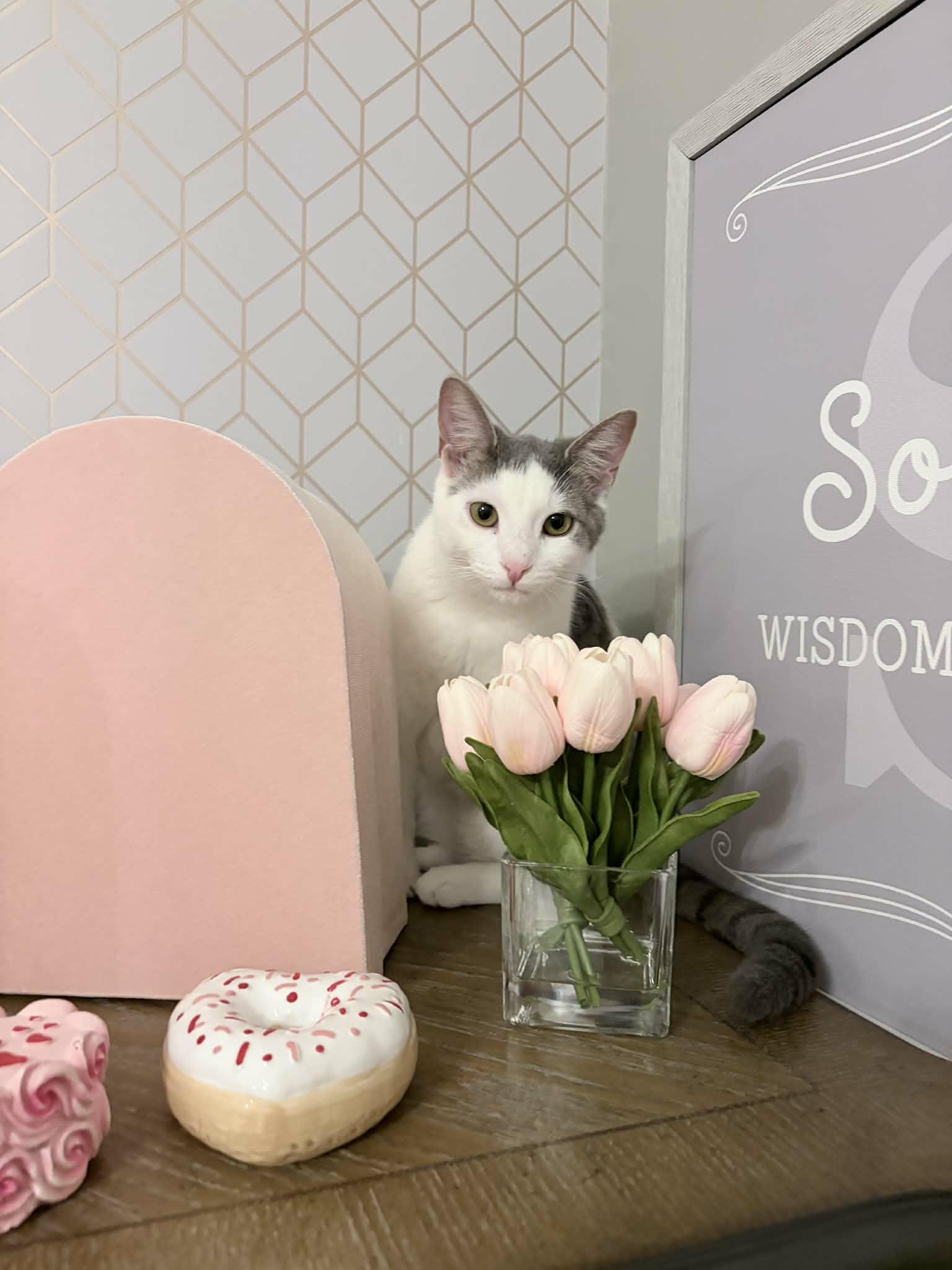 Enlarge Moira, a Adoptable Domestic Short Hair in Shakespeare, ON image 5/6