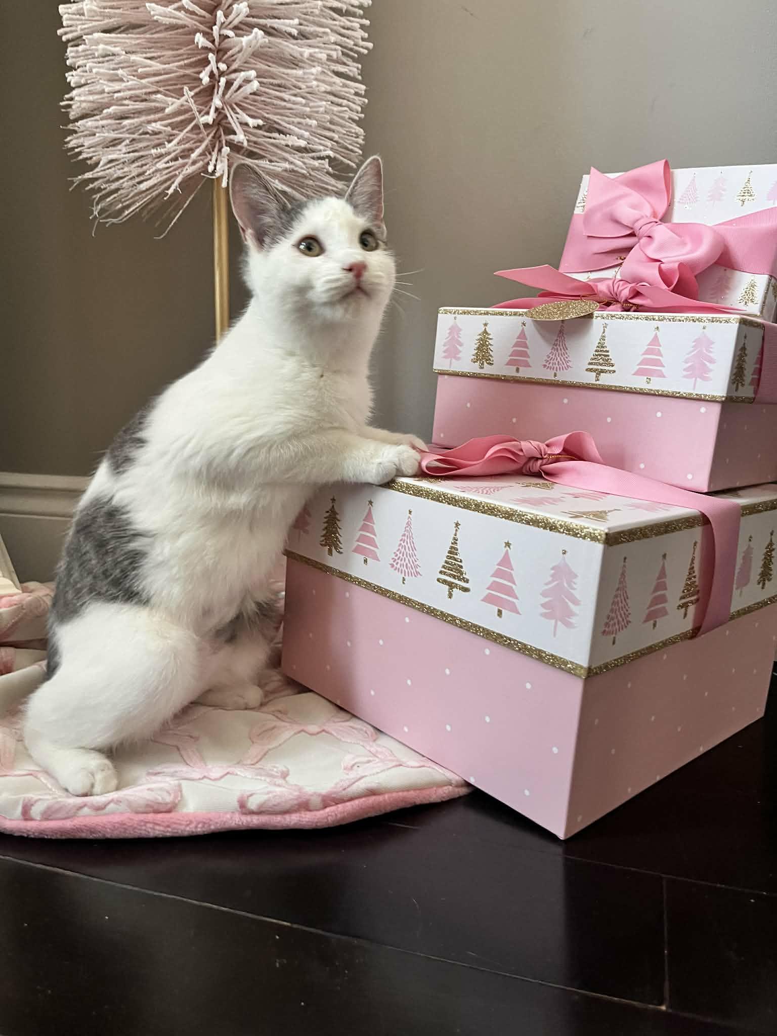 Enlarge Moira, a Adoptable Domestic Short Hair in Shakespeare, ON image 2/6