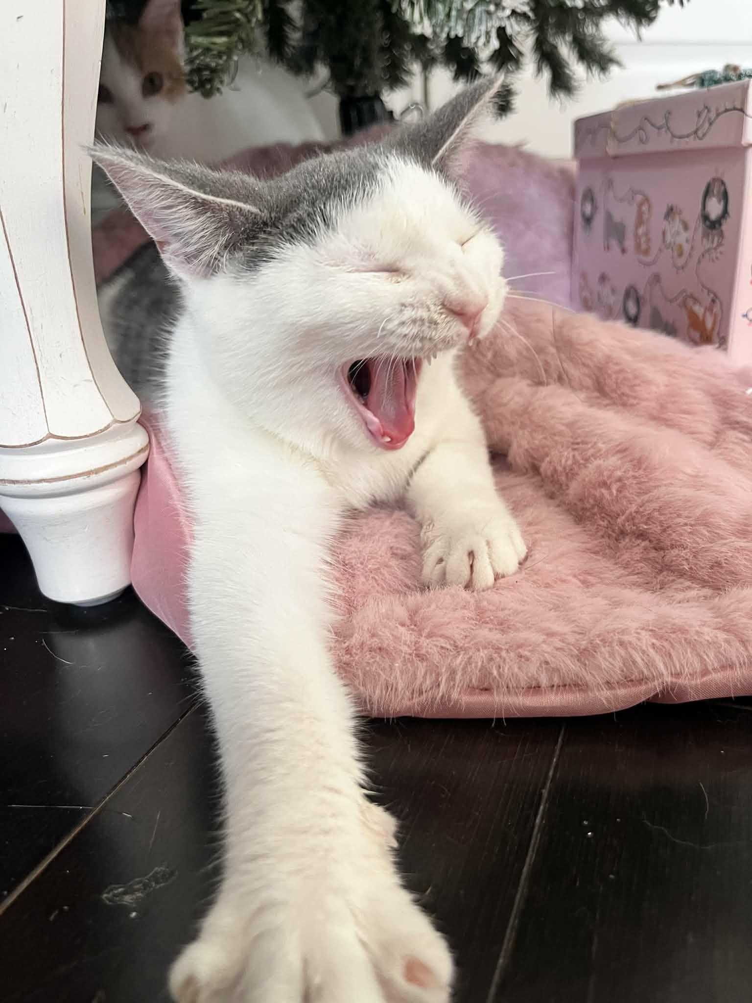 Enlarge Moira, a Adoptable Domestic Short Hair in Shakespeare, ON image 3/6