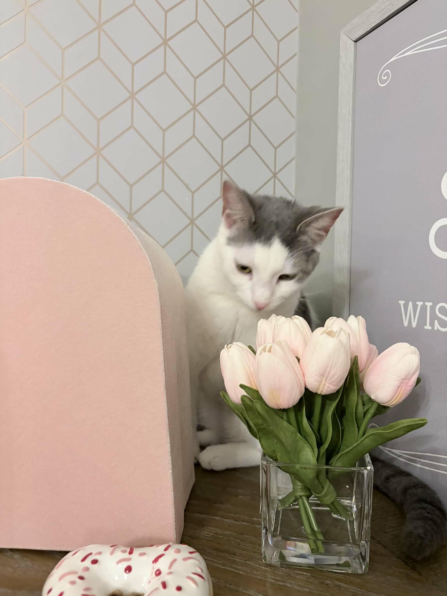 Enlarge Moira, a Adoptable Domestic Short Hair in Shakespeare, ON image 6/6