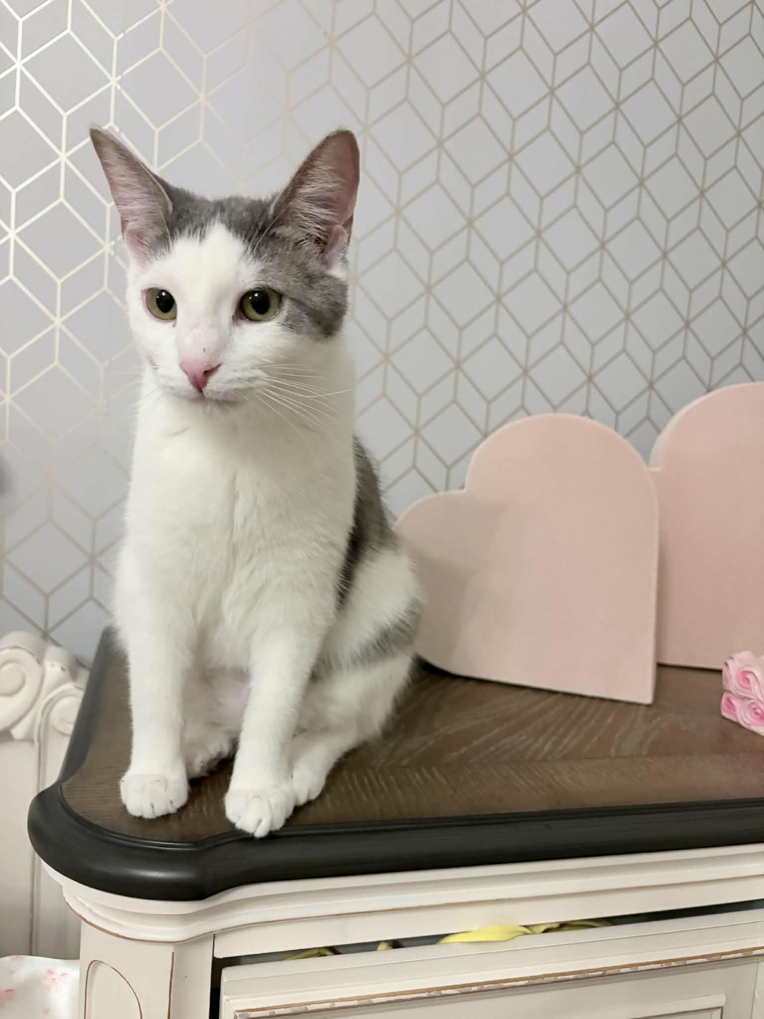 Enlarge Moira, a Adoptable Domestic Short Hair in Shakespeare, ON image 1/6