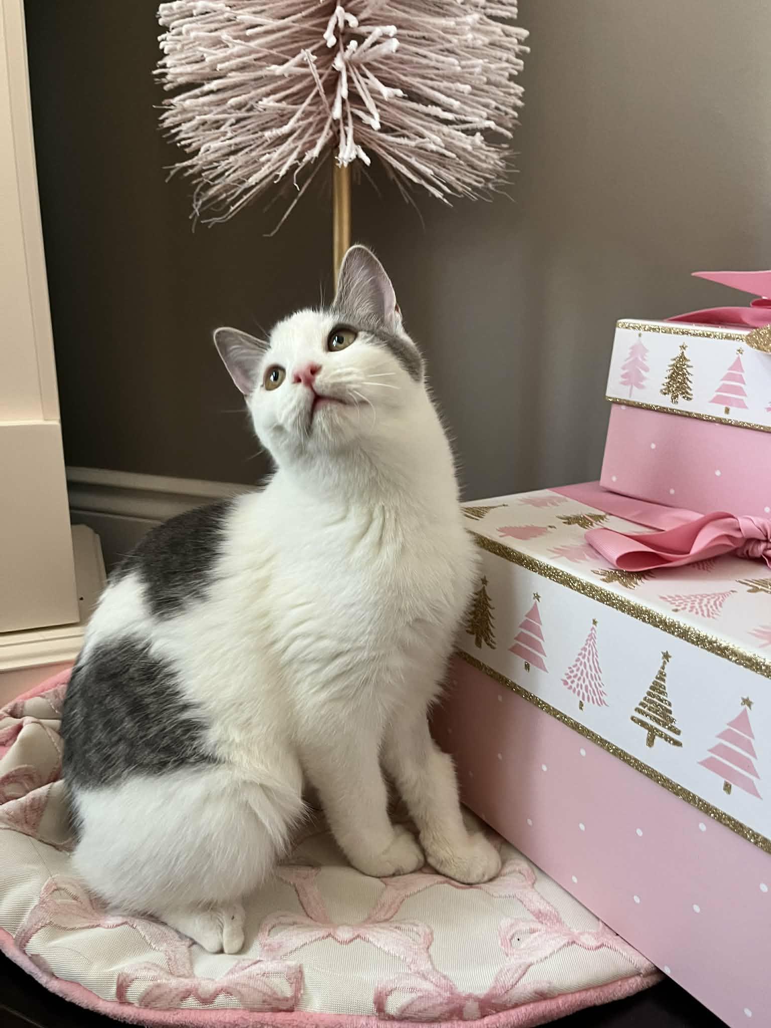 Enlarge Moira, a Adoptable Domestic Short Hair in Shakespeare, ON image 4/6