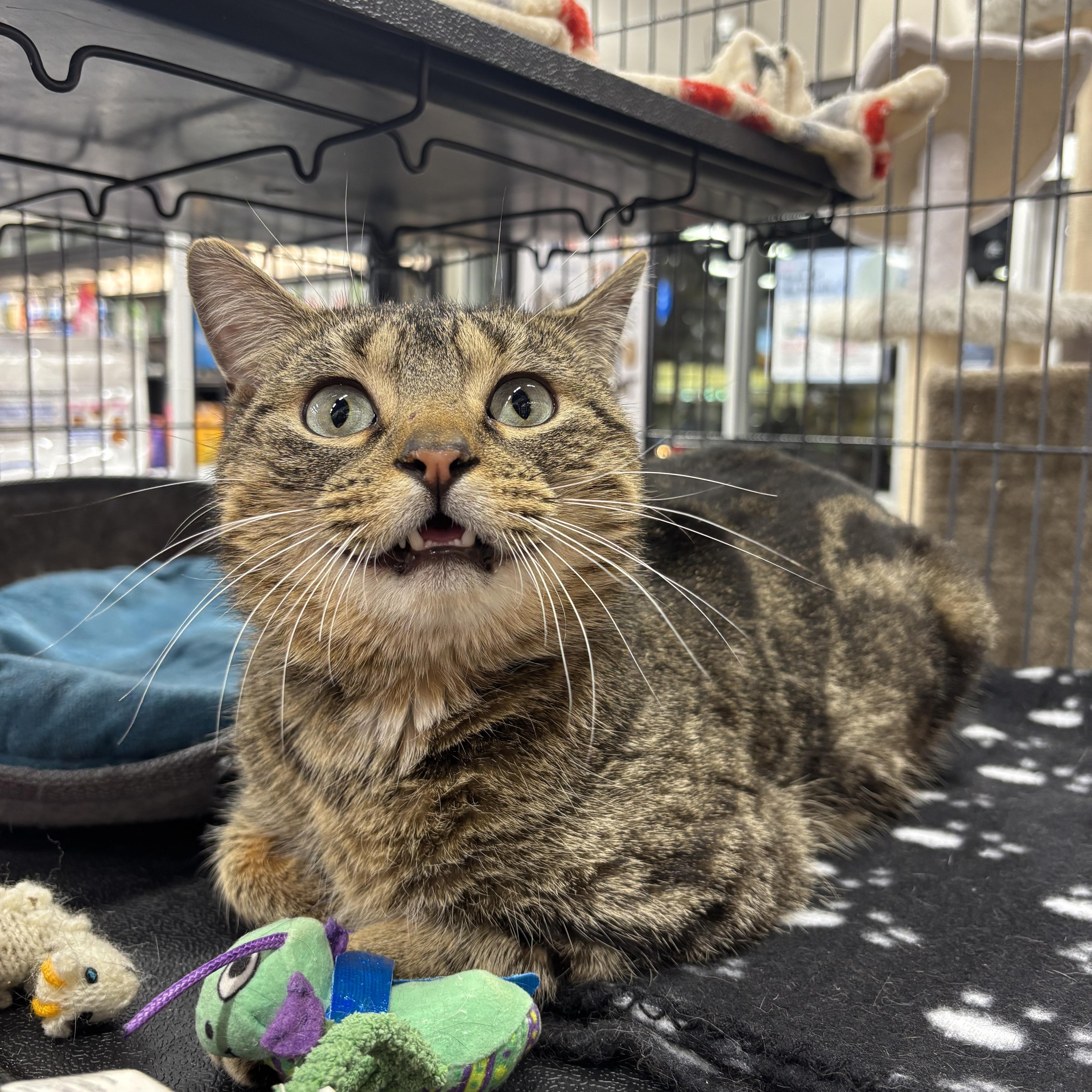 Enlarge Buddy, an adopted Domestic Short Hair in Fredericton, NB image 2/5