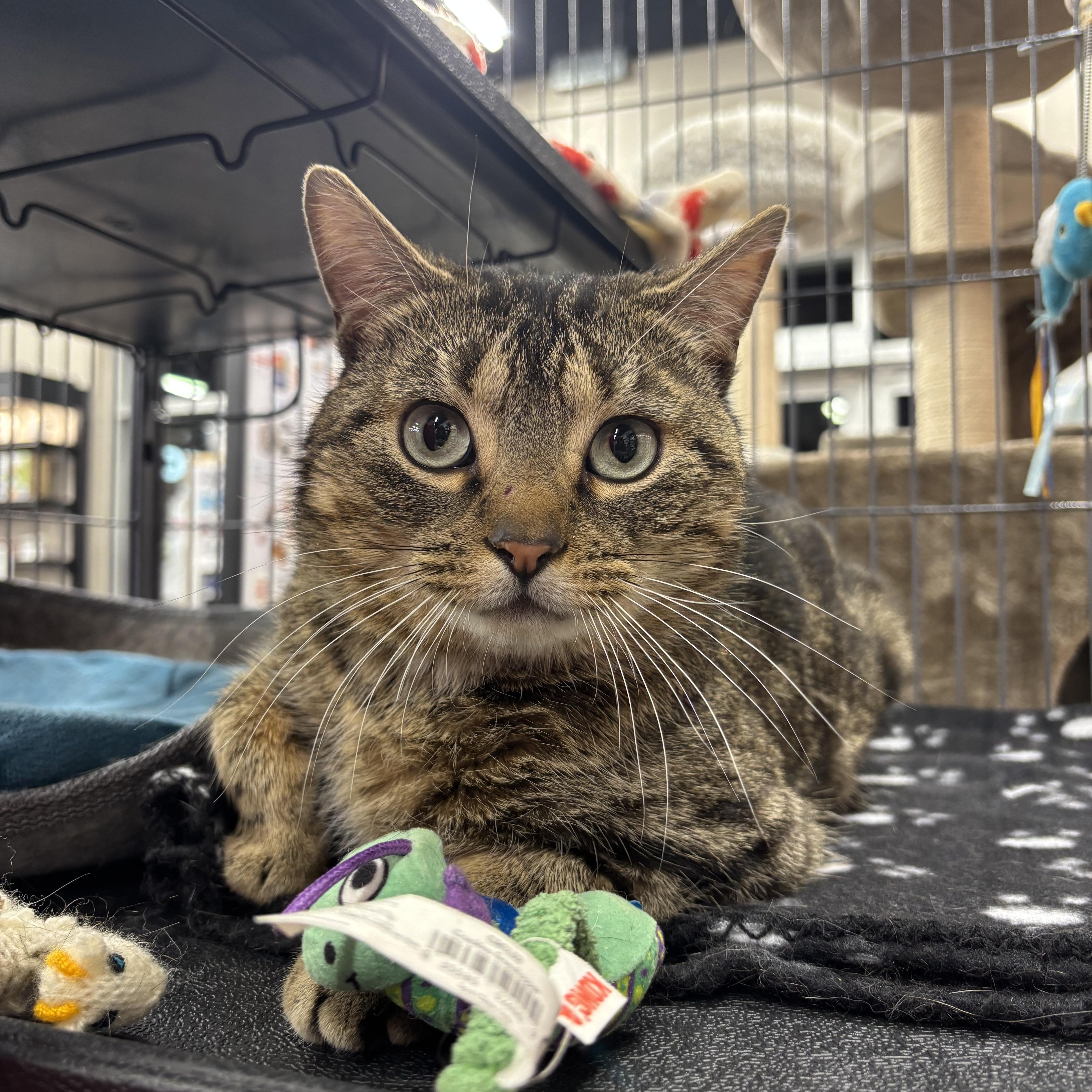 Enlarge Buddy, an adopted Domestic Short Hair in Fredericton, NB image 3/5