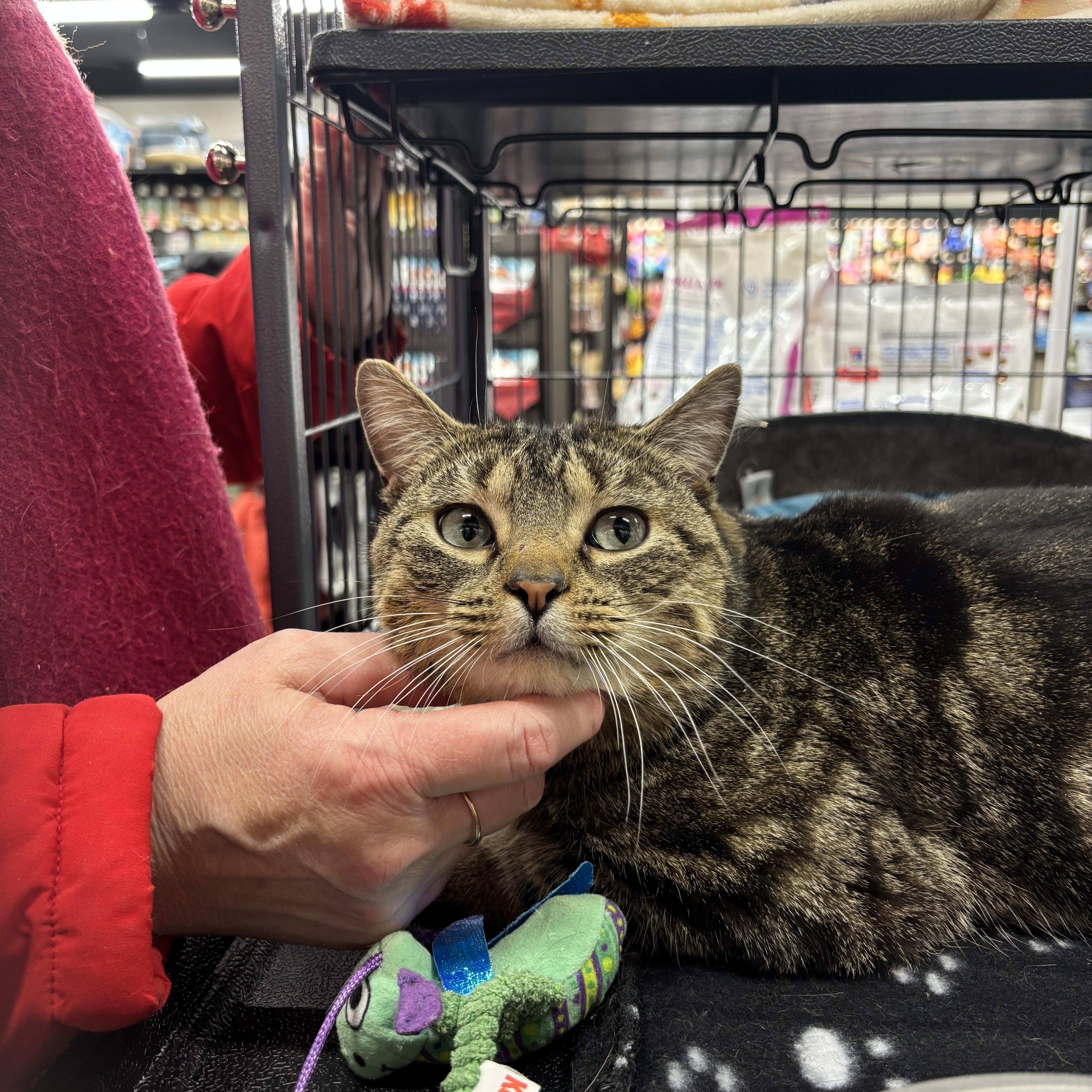 Enlarge Buddy, an adopted Domestic Short Hair in Fredericton, NB image 5/5