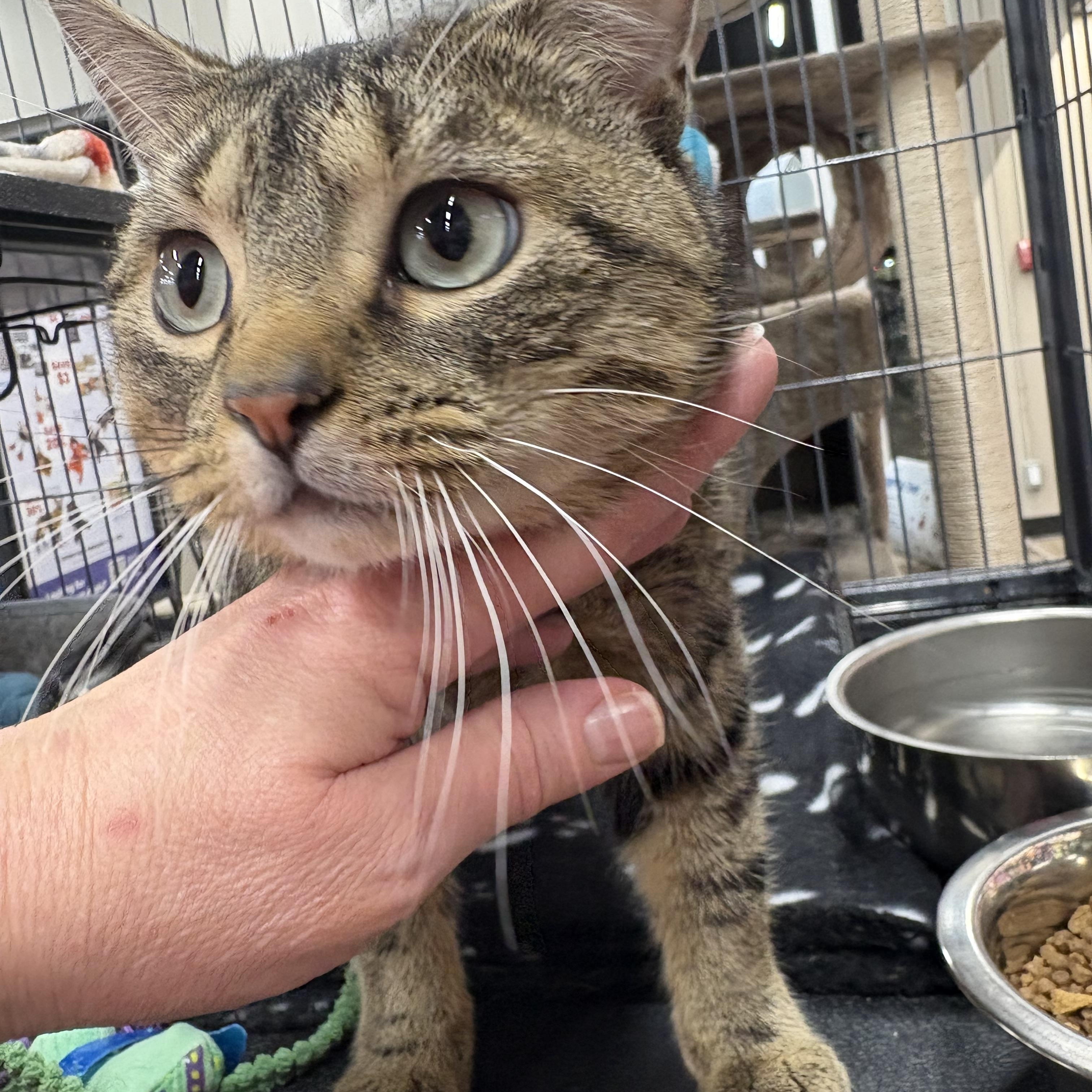 Enlarge Buddy, an adopted Domestic Short Hair in Fredericton, NB image 4/5