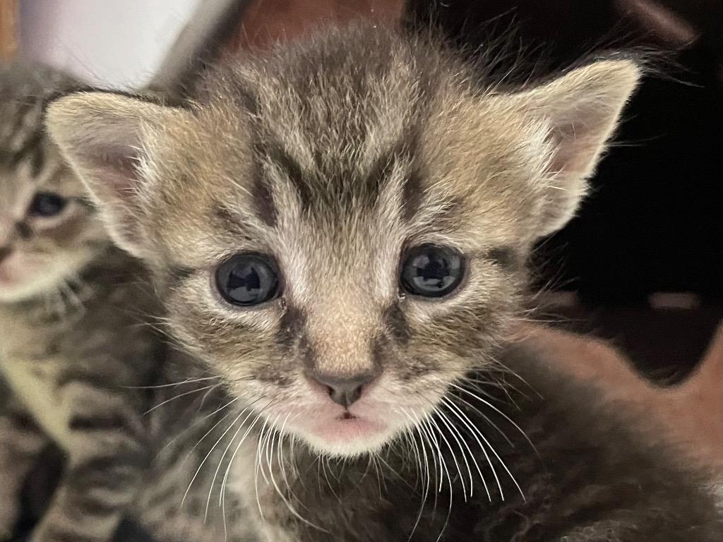 Ari. DT, Adoptable, Kitten Male Domestic Short Hair.